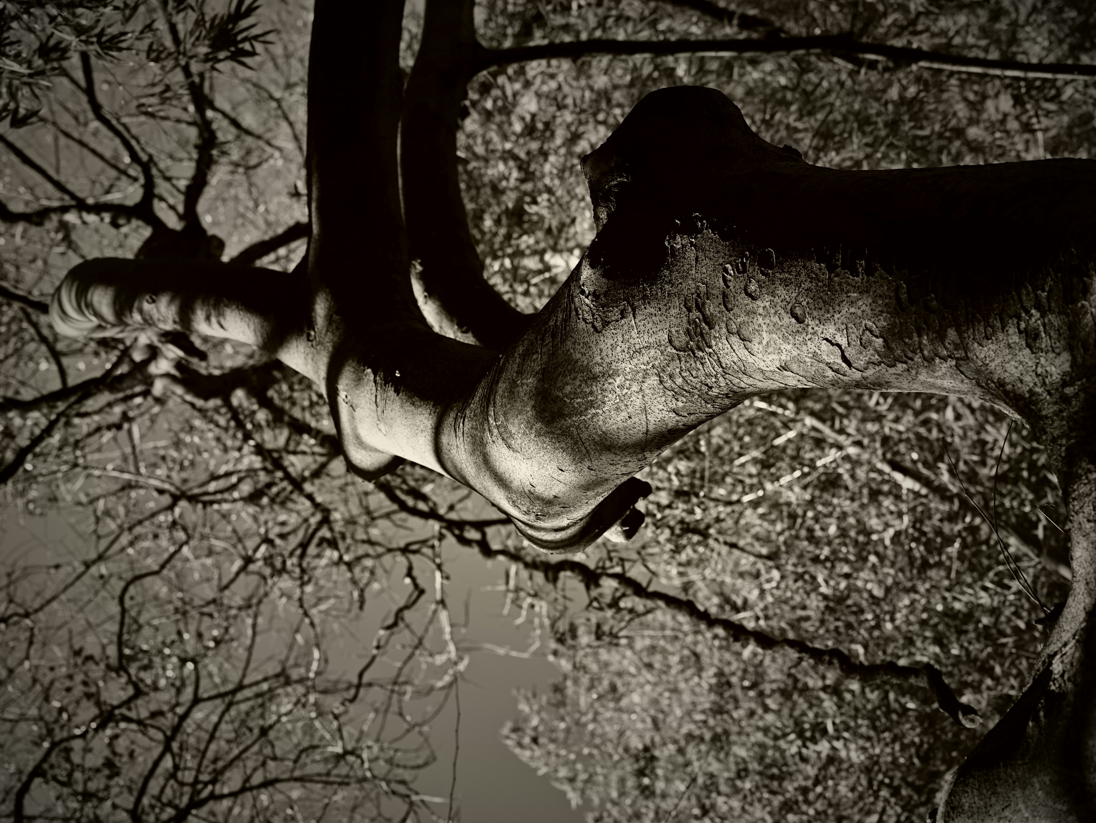 Black and white image of a tree trunk and branches