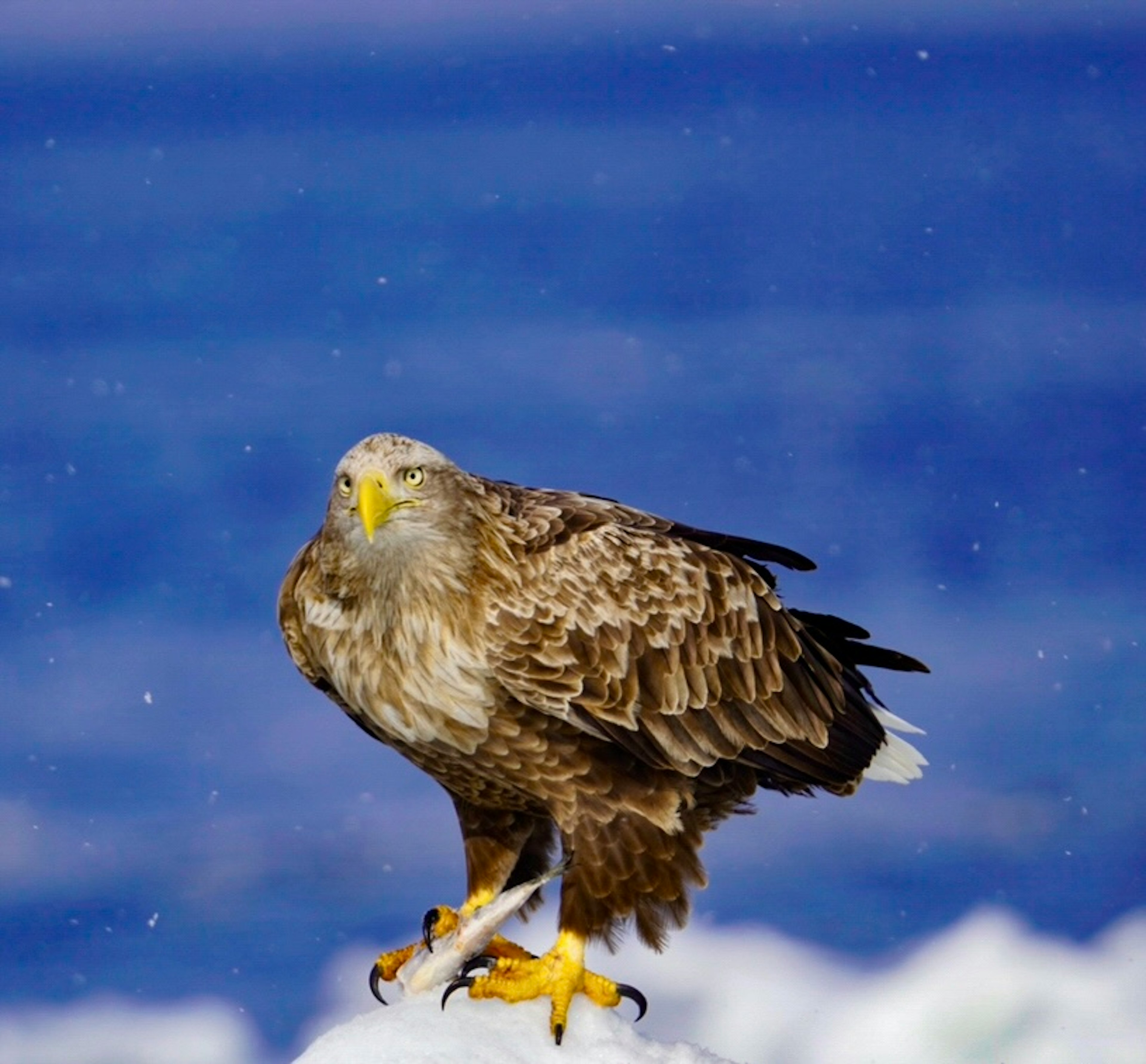 Águila de pie sobre la nieve con un fondo de océano azul