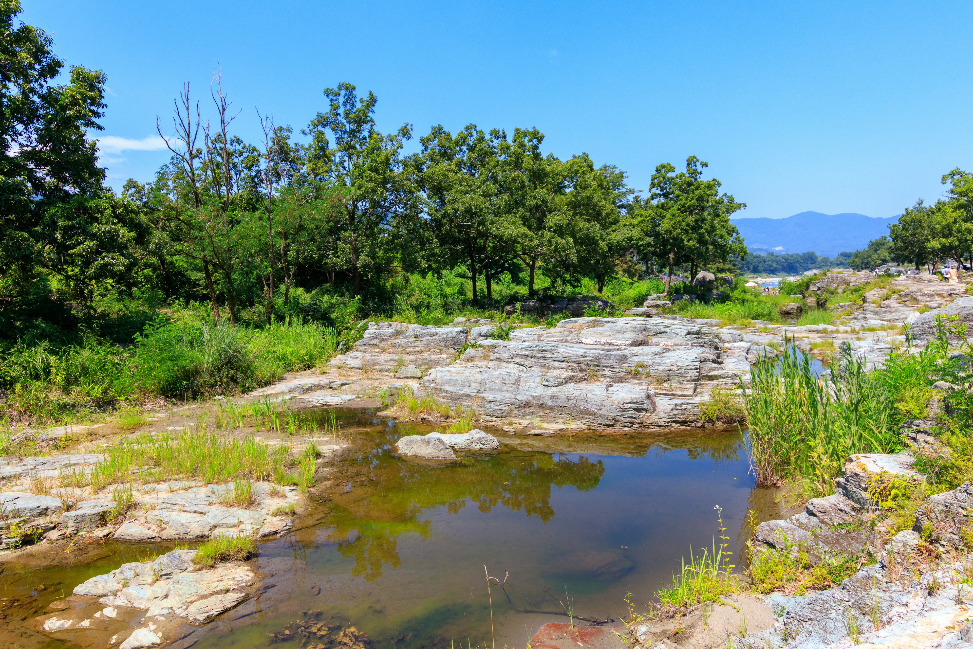 緑豊かな自然の中にある小さな水たまりと岩場の風景