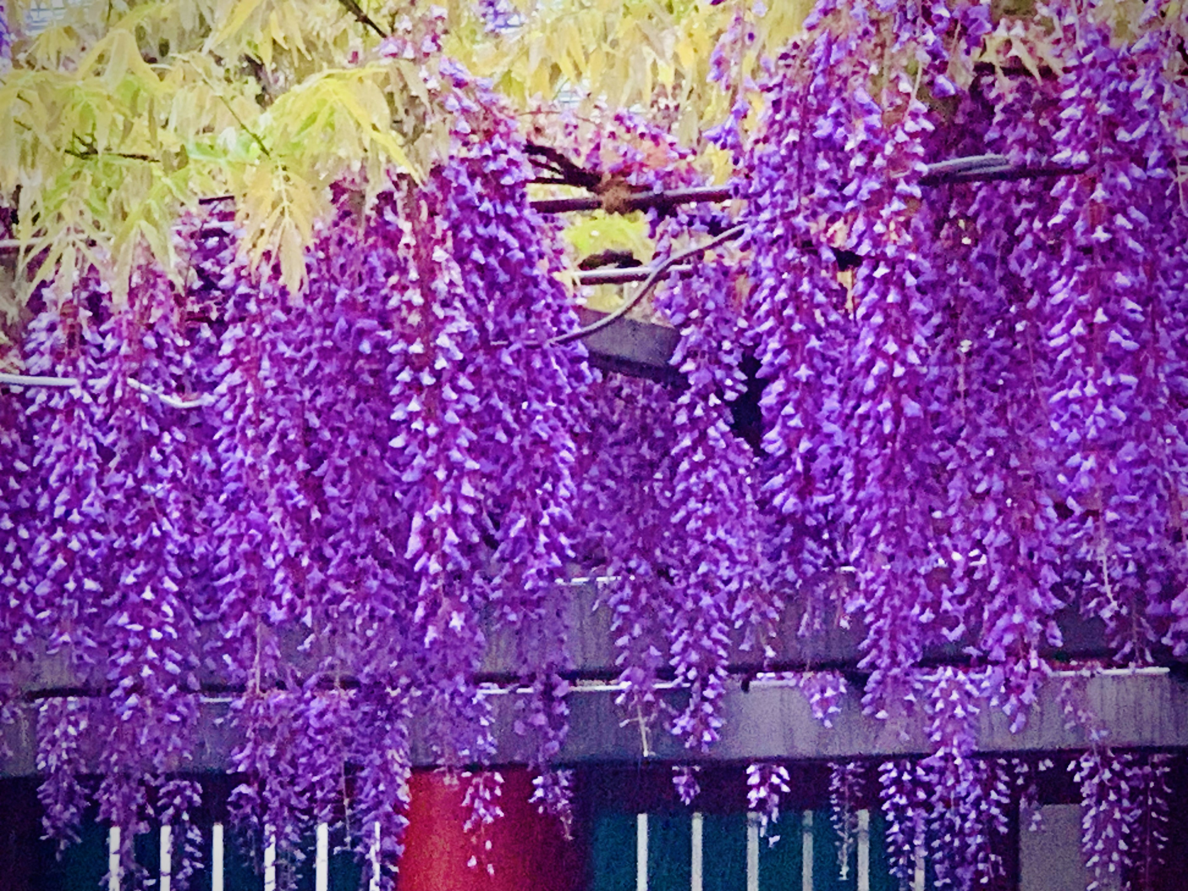 紫色の藤の花が垂れ下がっている美しい景色