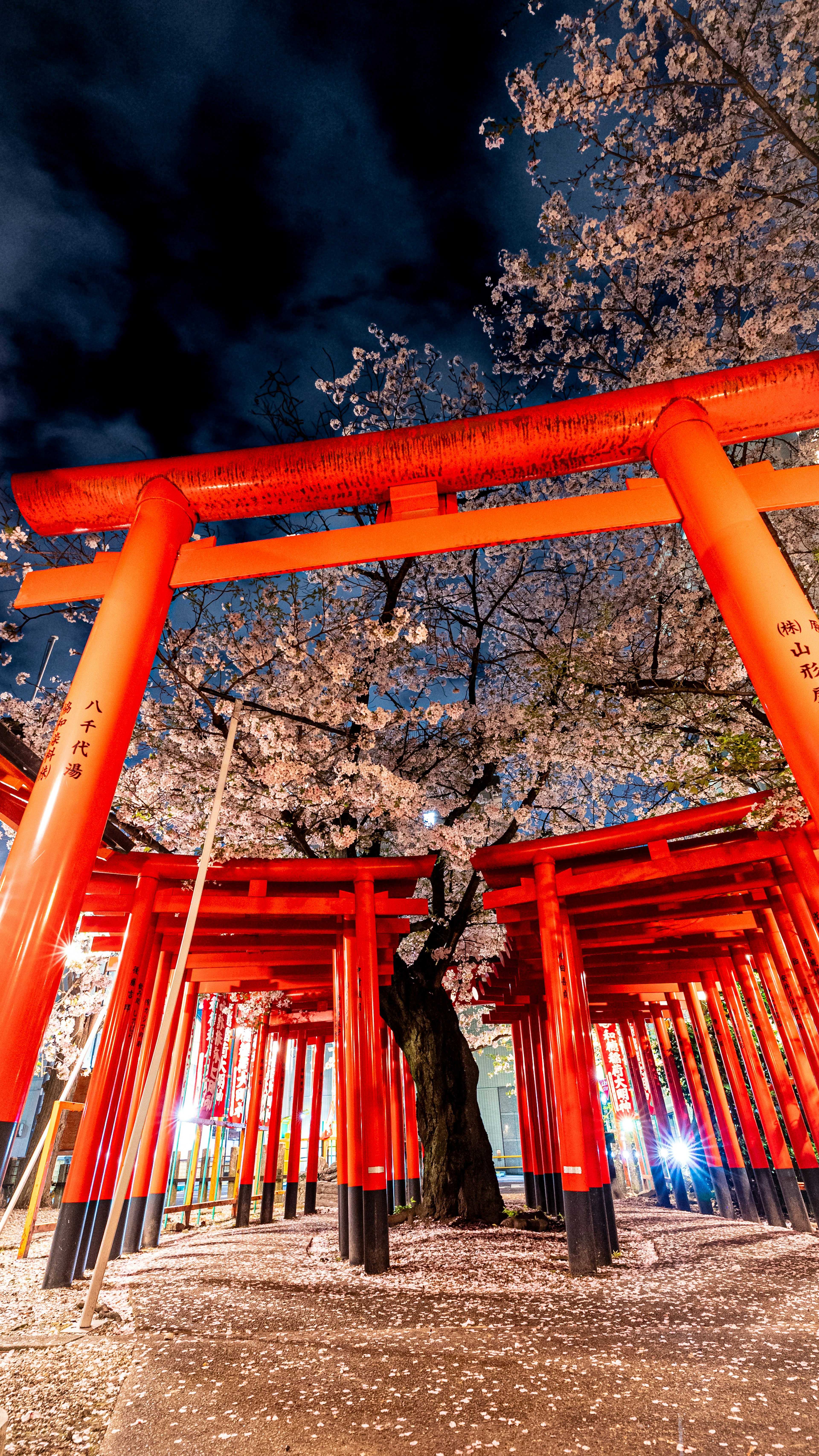 夜桜と鳥居の美しい風景