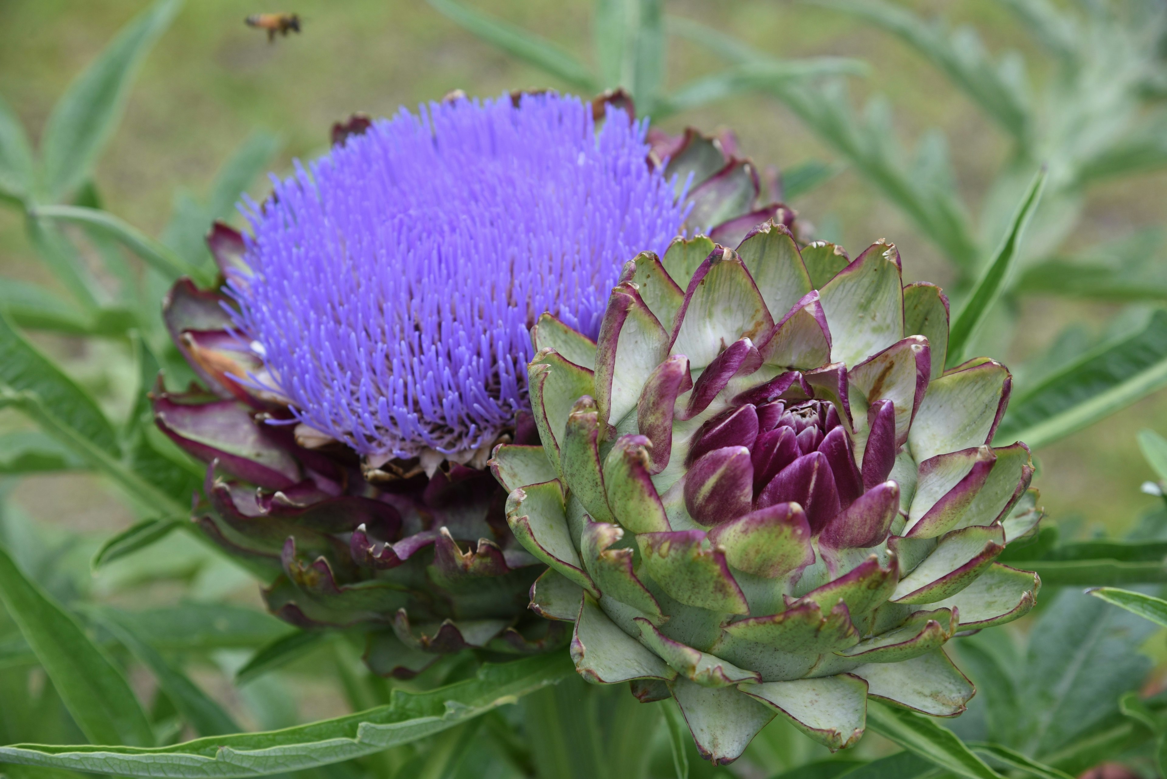 Buds de alcachofa con flores moradas y hojas verdes