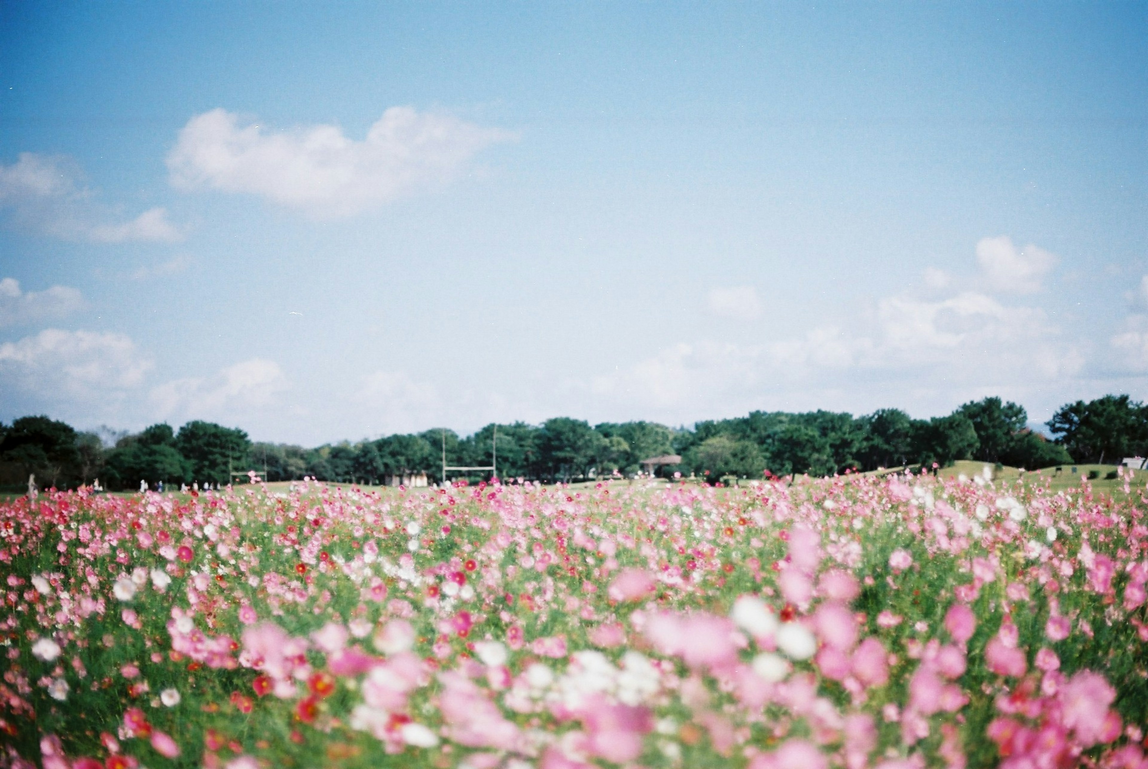 青空の下に広がるピンクの花畑と緑の木々