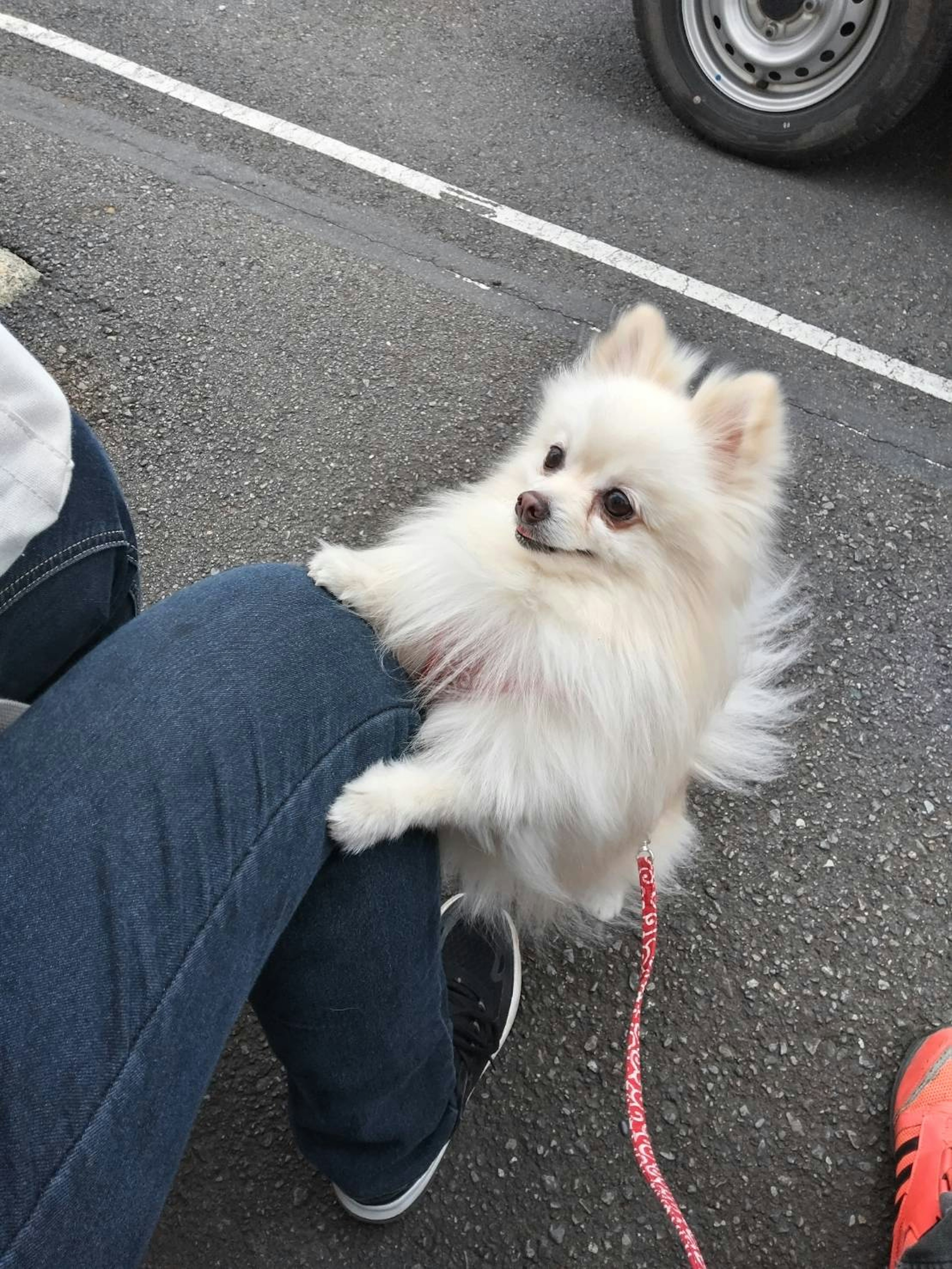 Un petit chien Pomeranian blanc s'appuyant sur le genou d'une personne