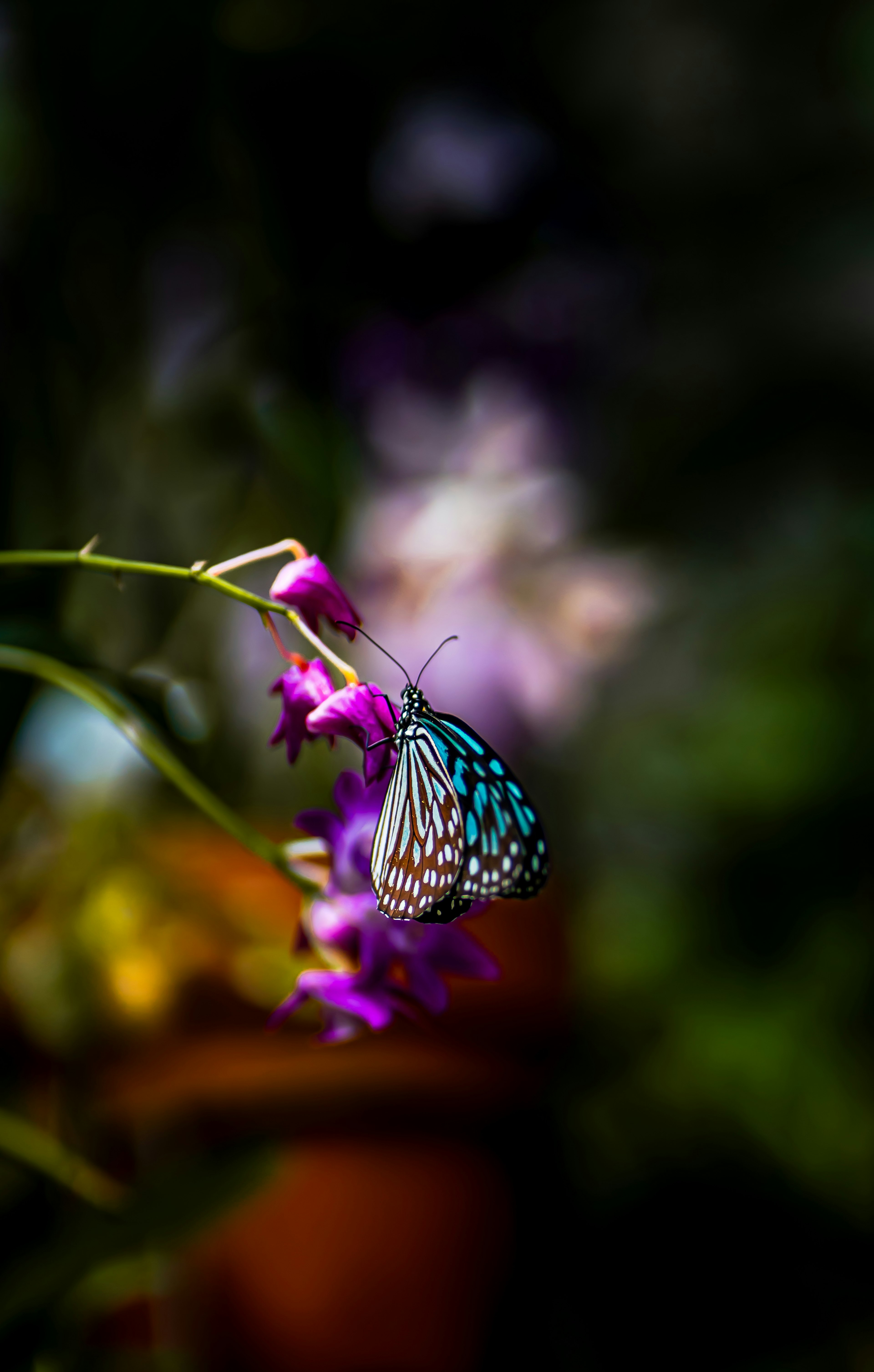 Un papillon bleu posé sur des fleurs violettes vibrantes dans un jardin