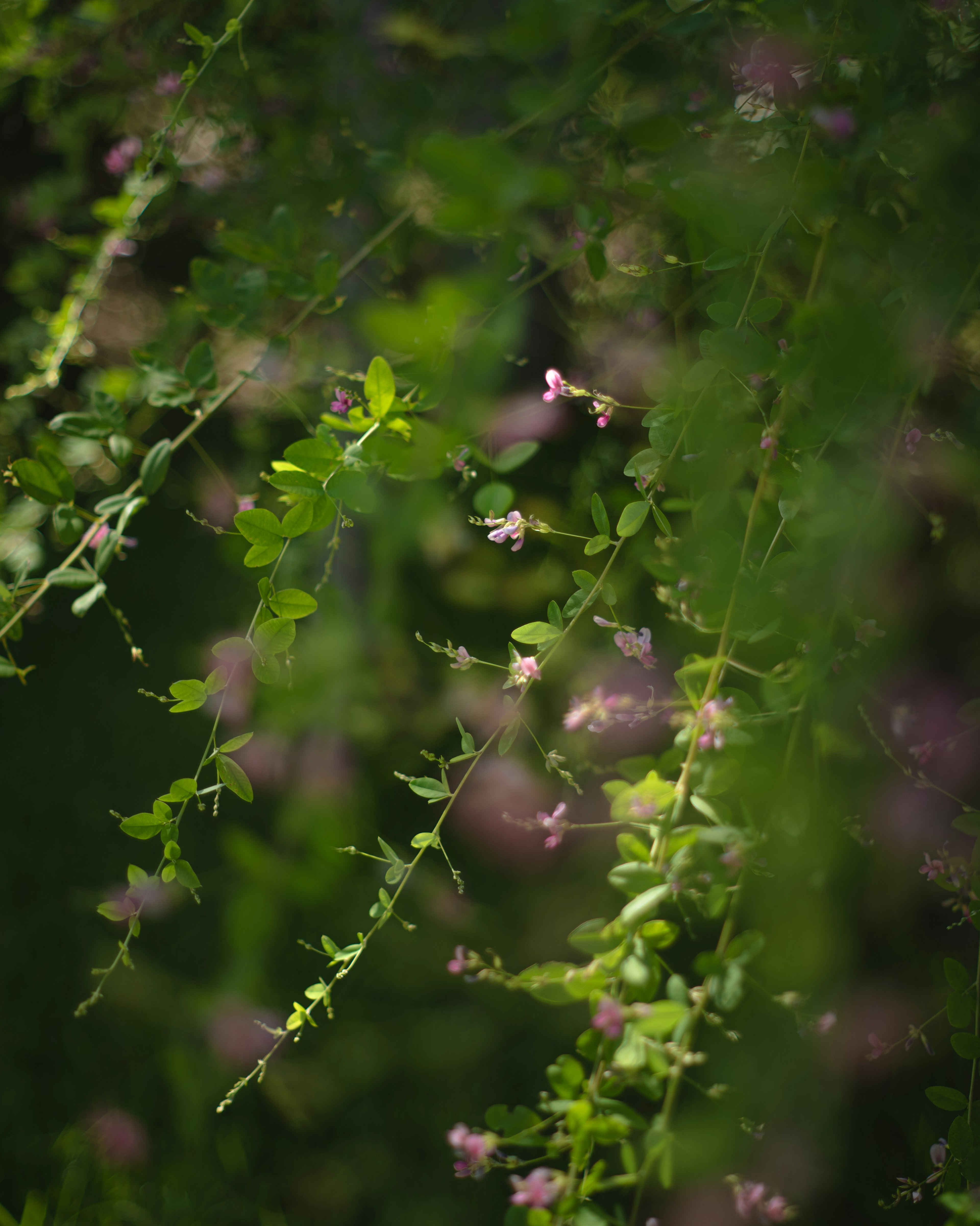 Close-up of green leaves and delicate pink flowers on a branch