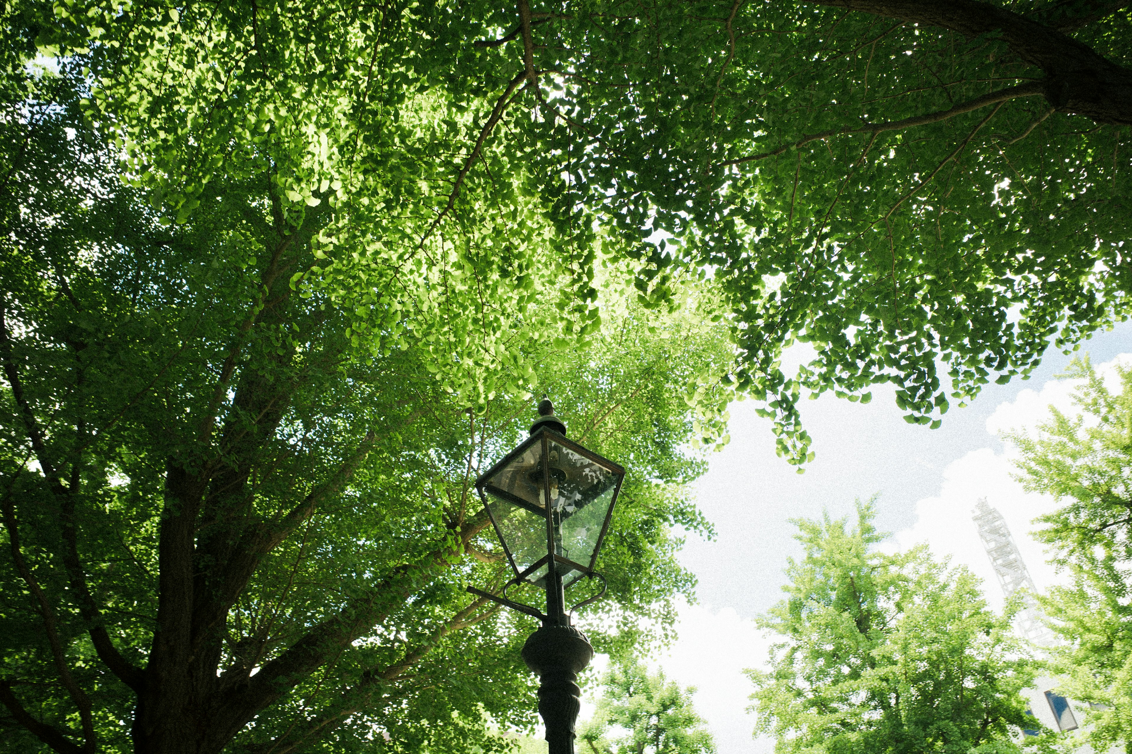 Vue d'un lampadaire entouré d'arbres verts luxuriants