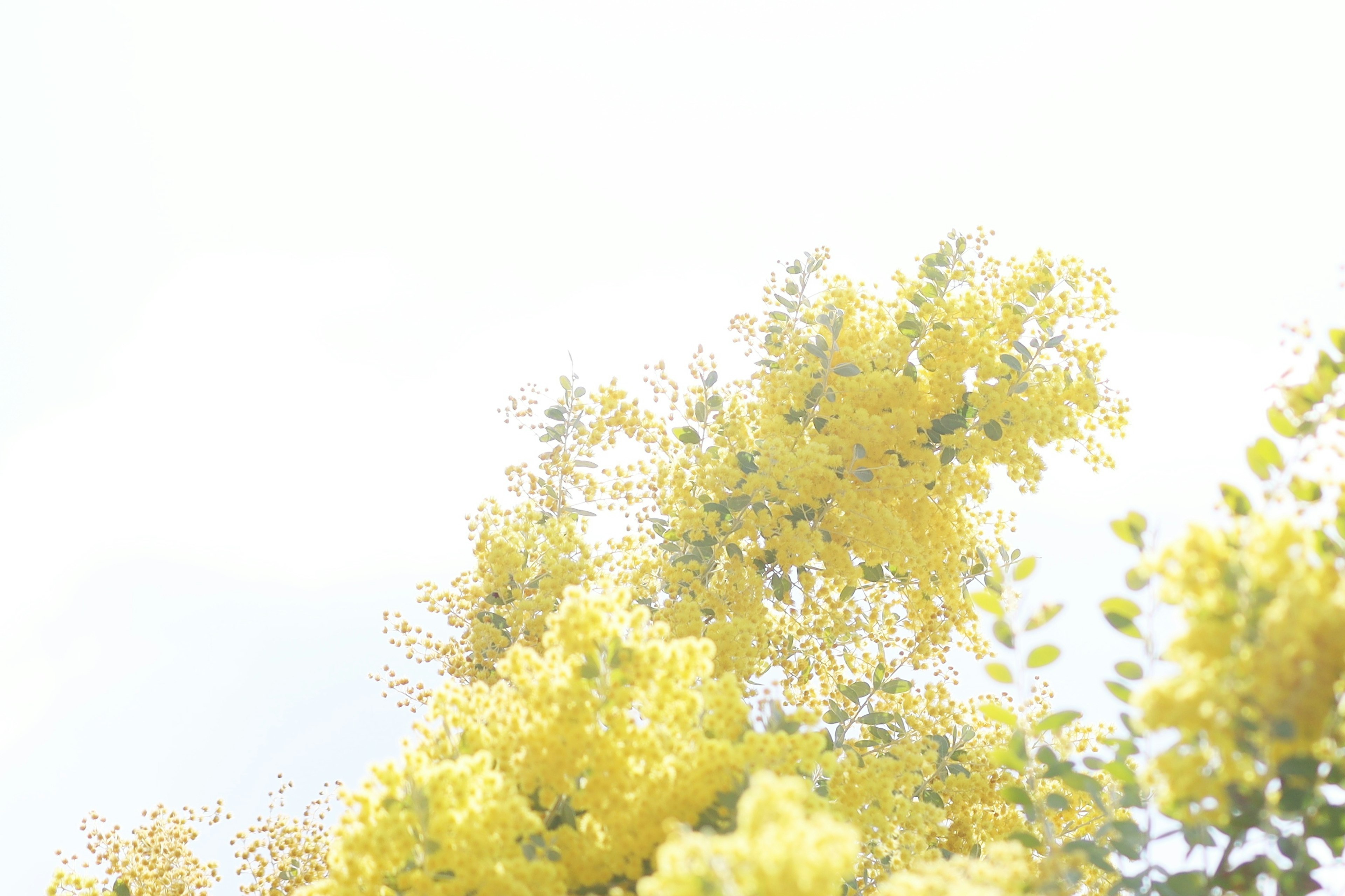 Vibrant yellow flowers blooming on a tree under a bright sky