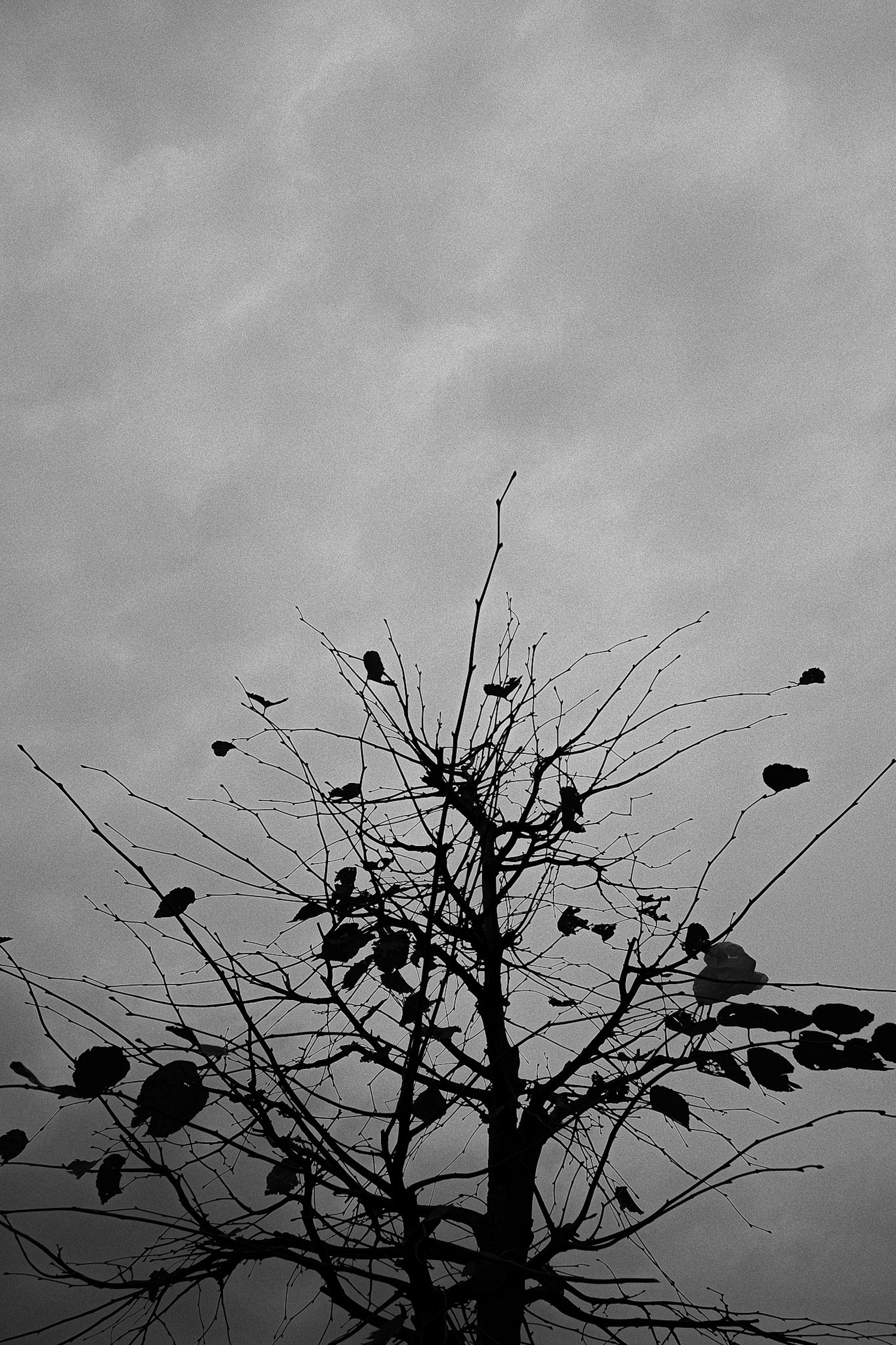 Silhouette of a bare tree with leaves against a cloudy sky