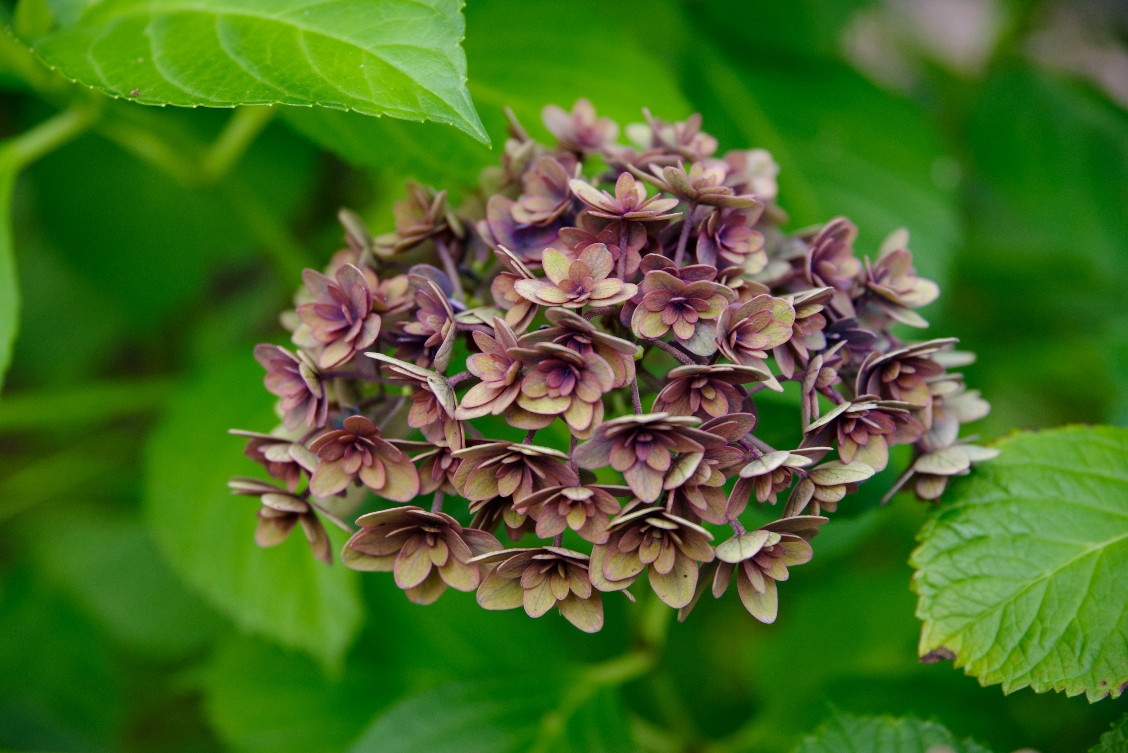 Racimo de flores de hortensia moradas rodeado de hojas verdes