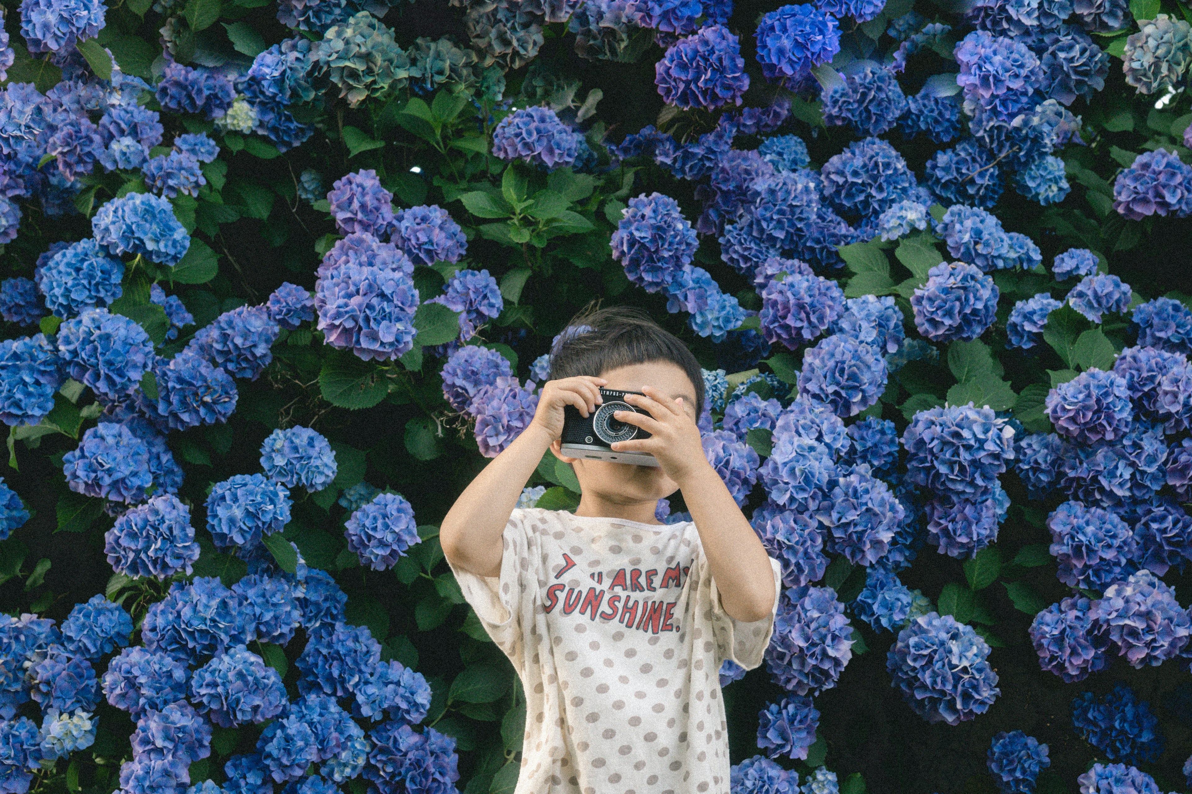 Child holding a camera in front of blue hydrangea flowers