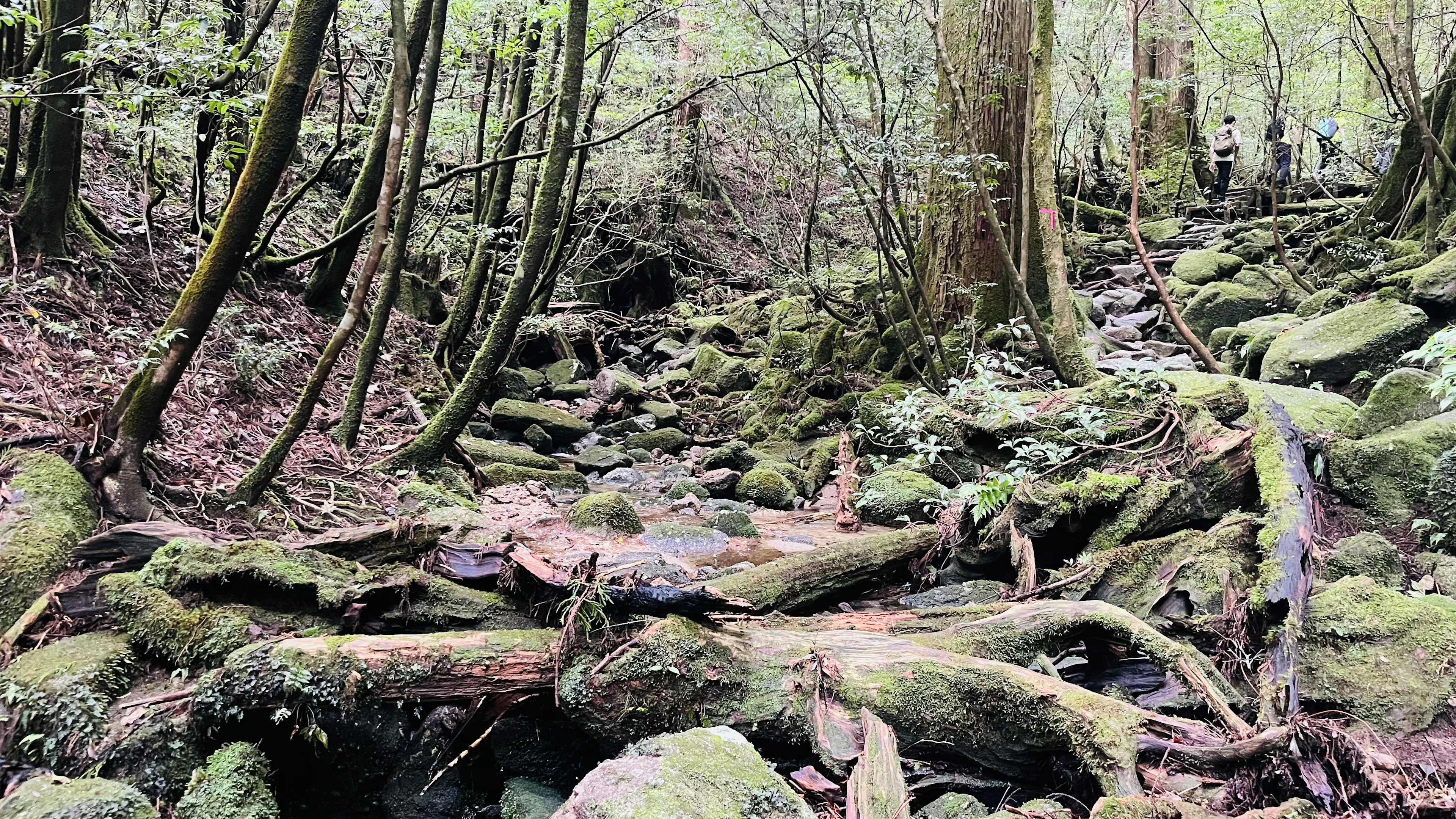 Un sentier forestier serein avec un ruisseau et des pierres recouvertes de mousse