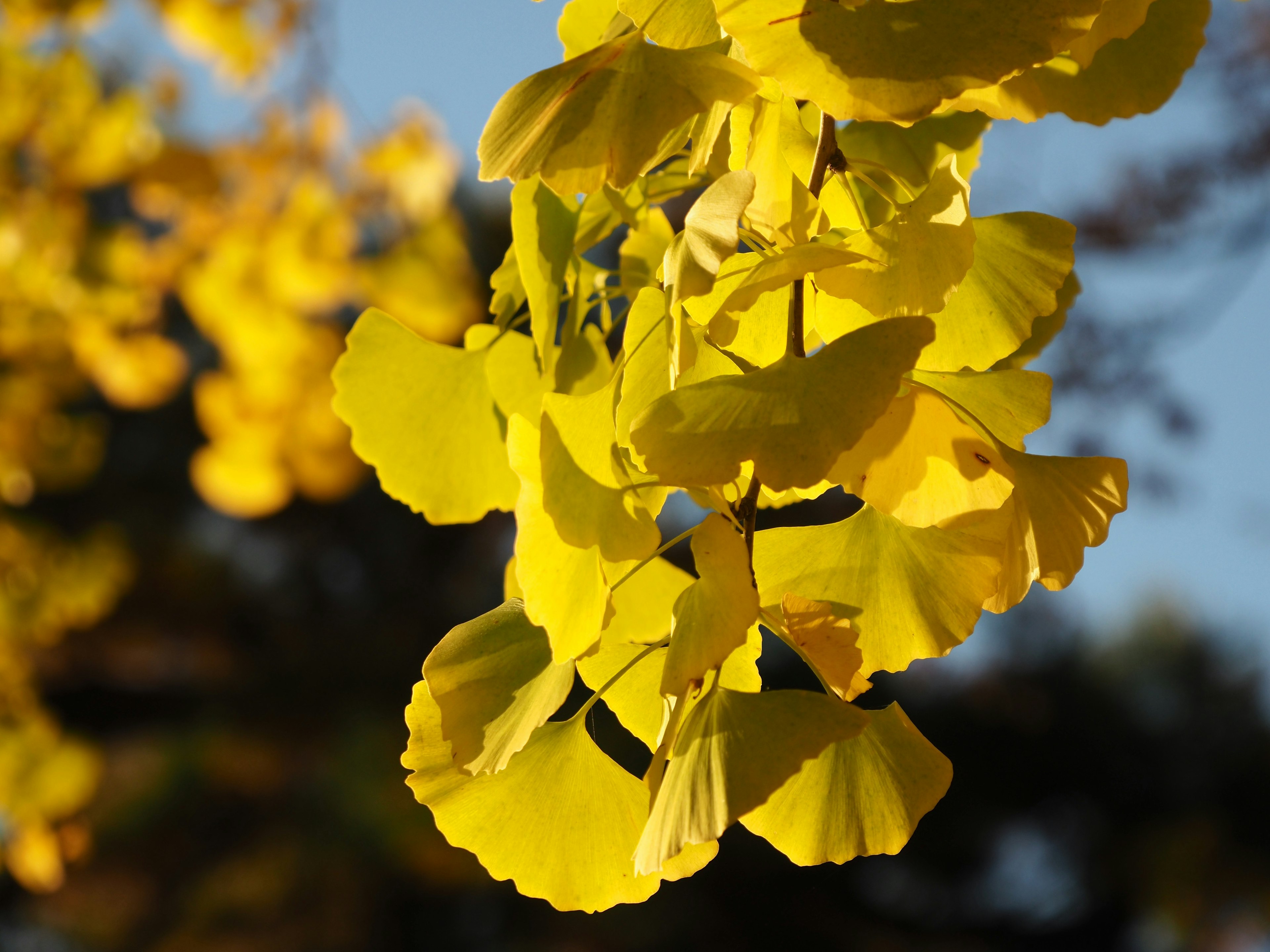 Feuilles de ginkgo jaunes brillantes sous le ciel bleu