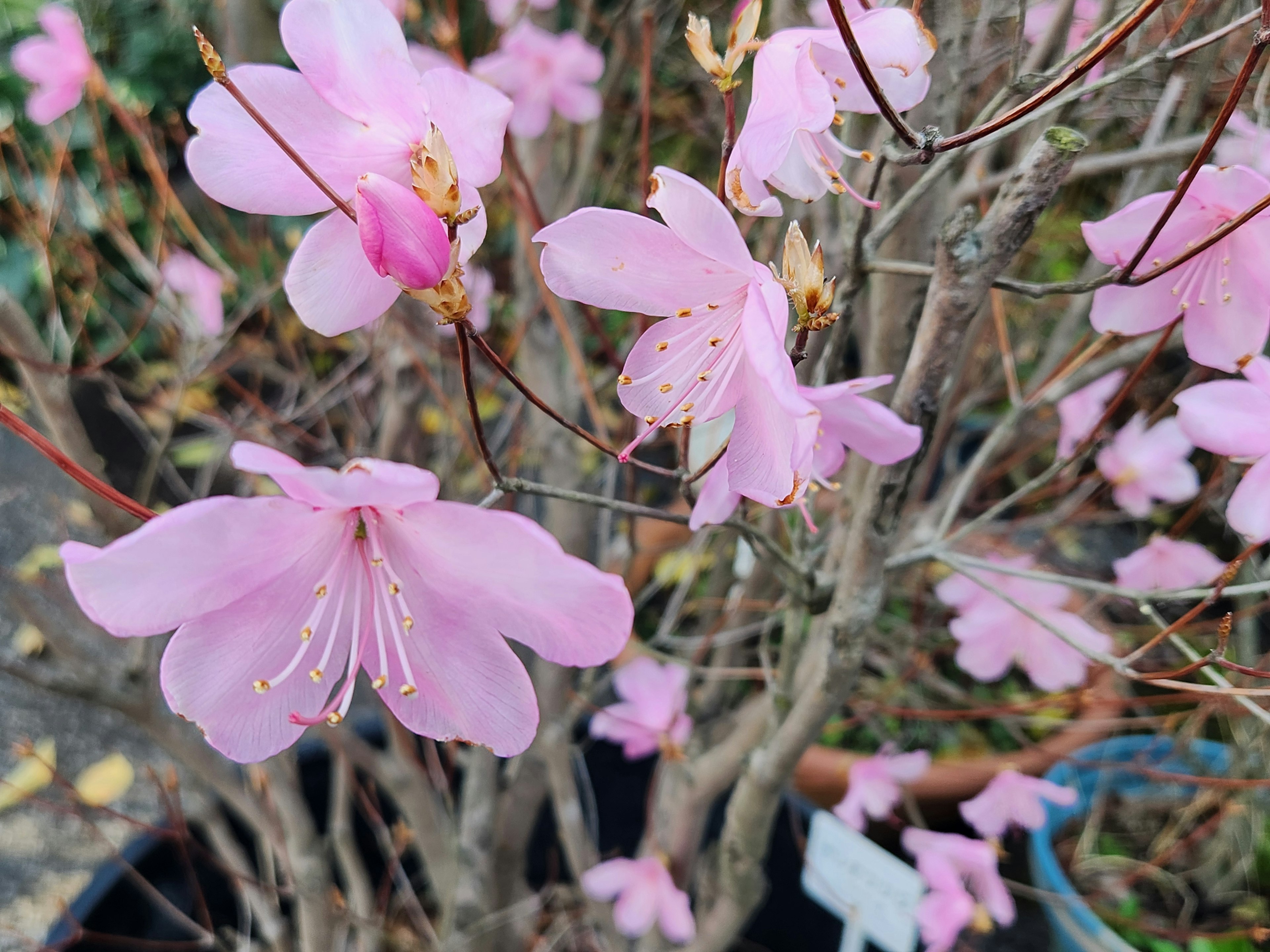 薄いピンクの花が咲いている低木の近くの風景