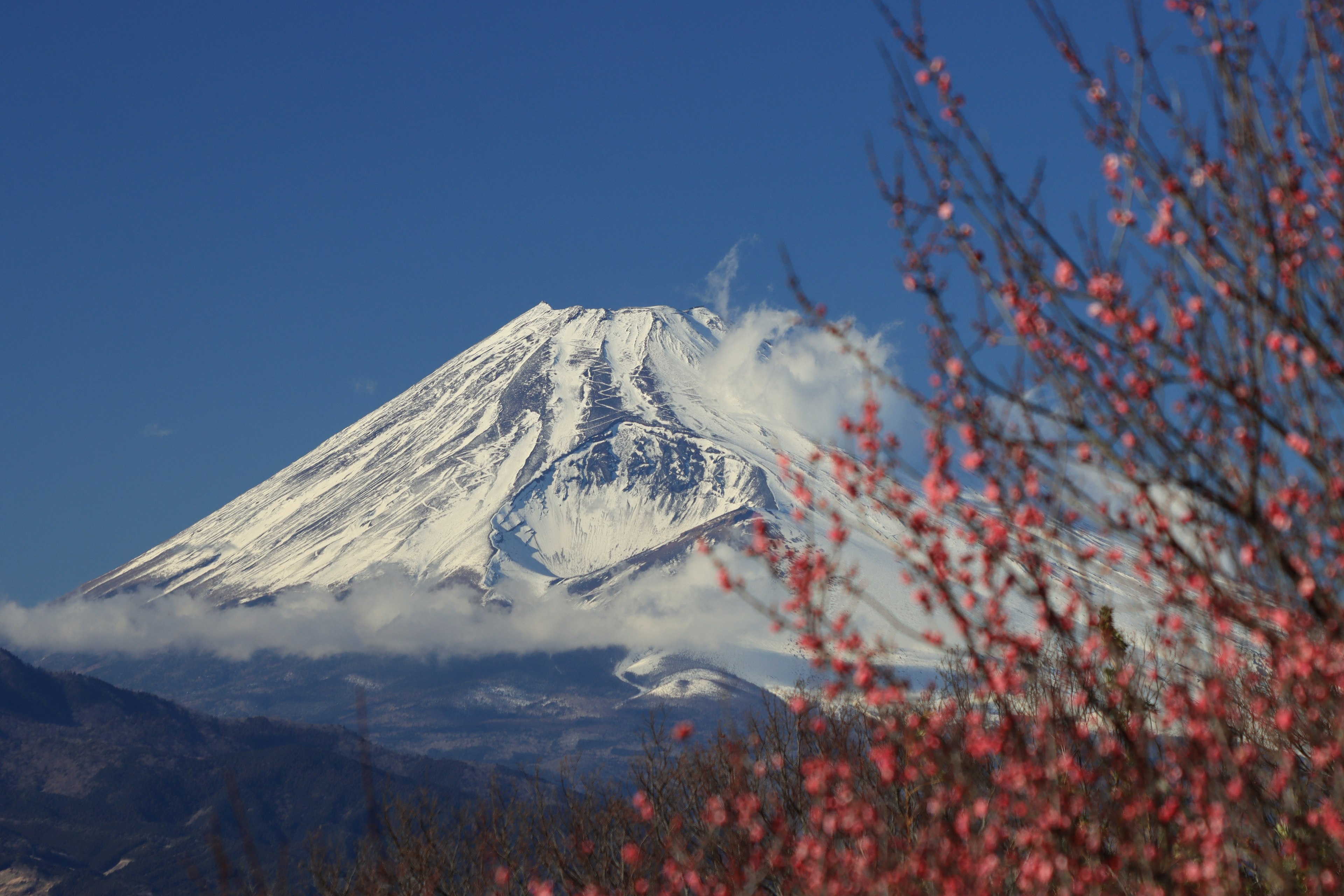 Monte Fuji innevato con fiori di ciliegio in primo piano