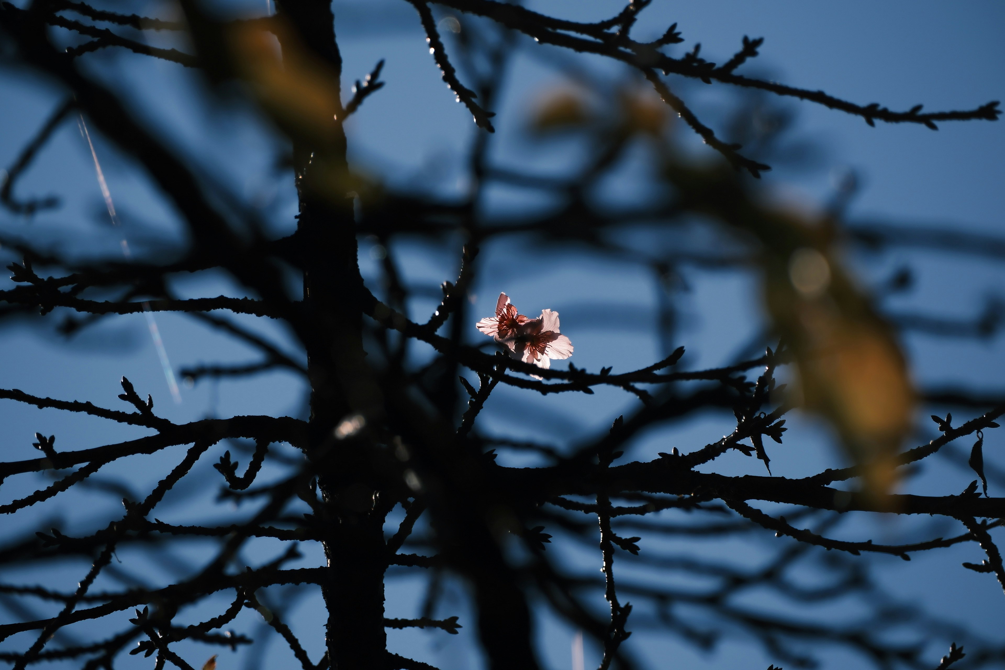 Fleurs de cerisier visibles sur de fines branches contre un ciel bleu