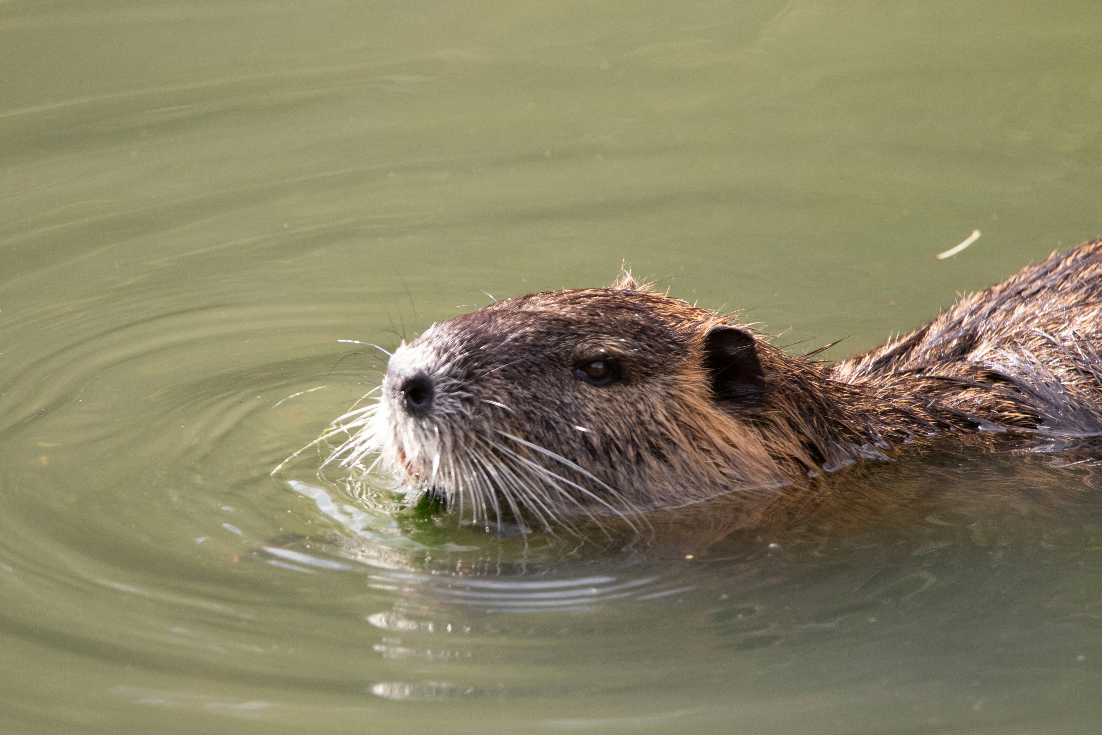 Close-up of a beaver's face partially submerged in water holding a green leaf