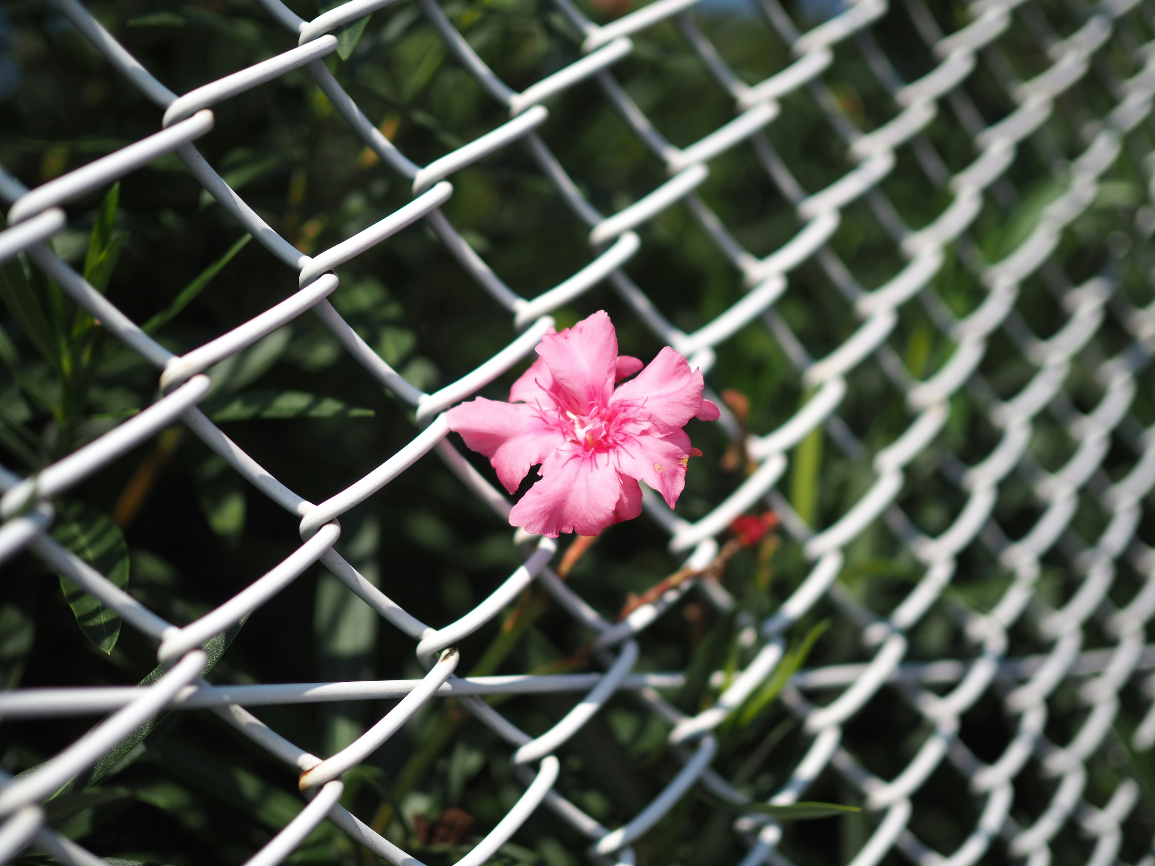 Pink flower visible through chain link fence