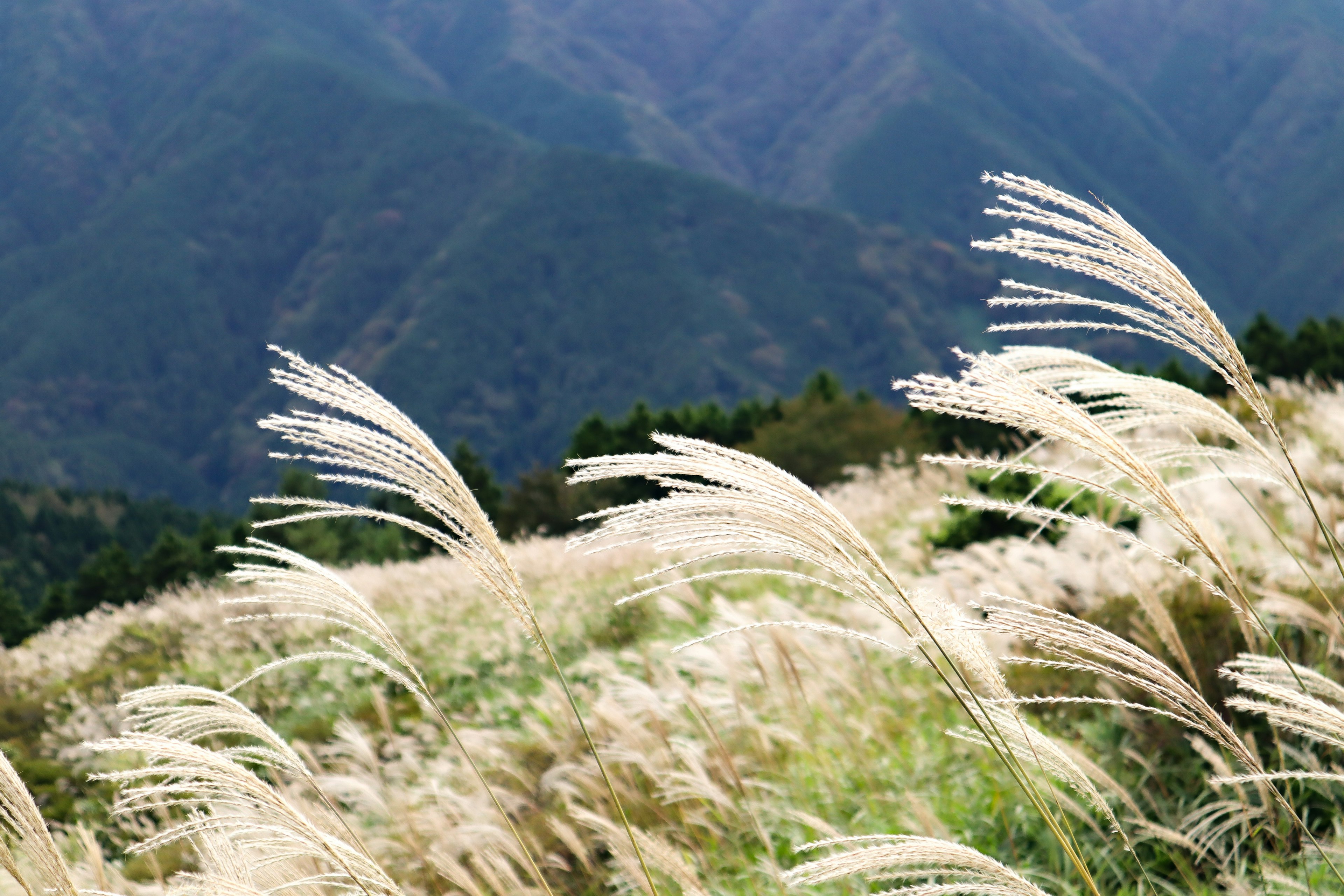 Cảnh đồng cỏ pampas trắng đung đưa trong gió trên cao nguyên