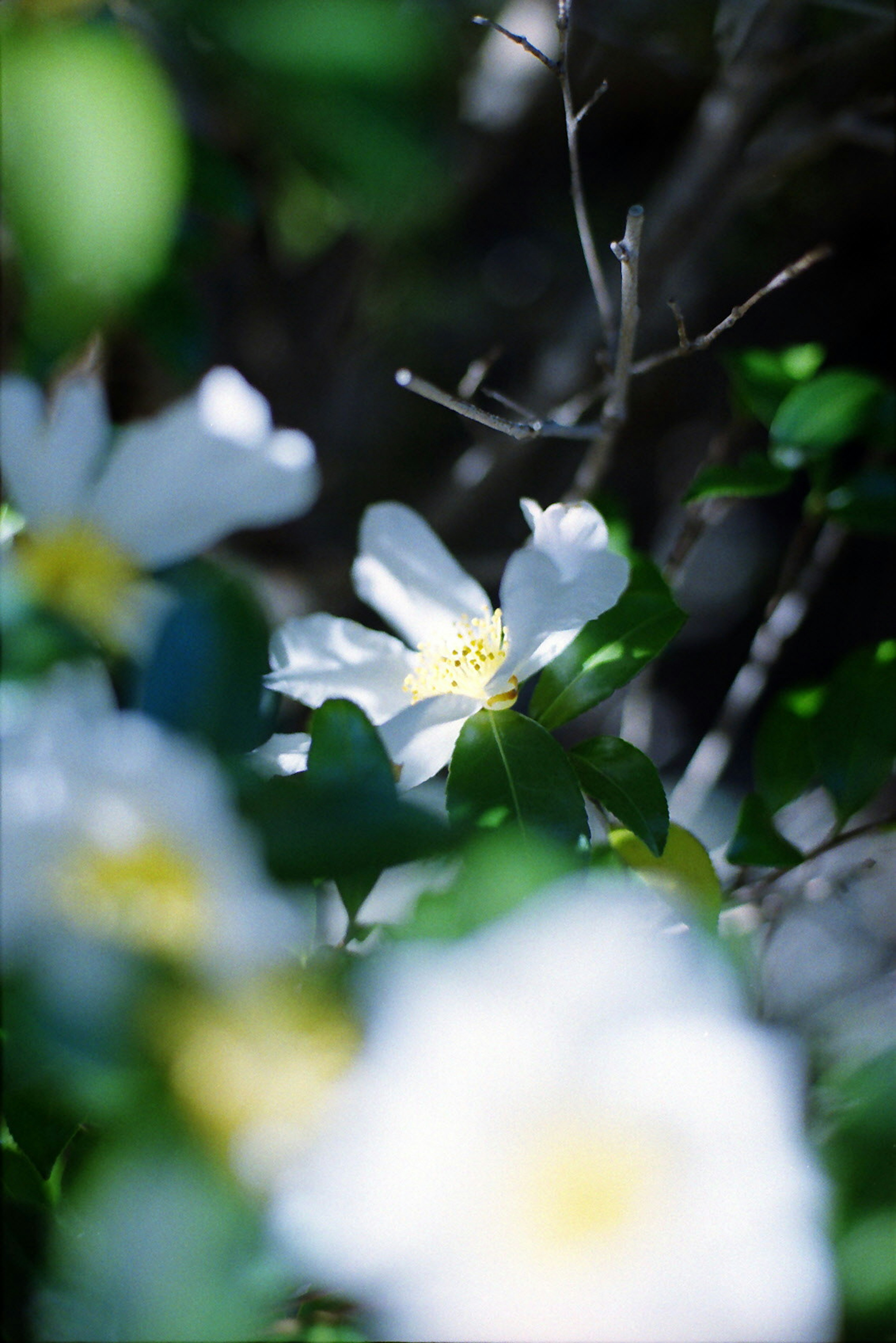 白い花と緑の葉がある風景