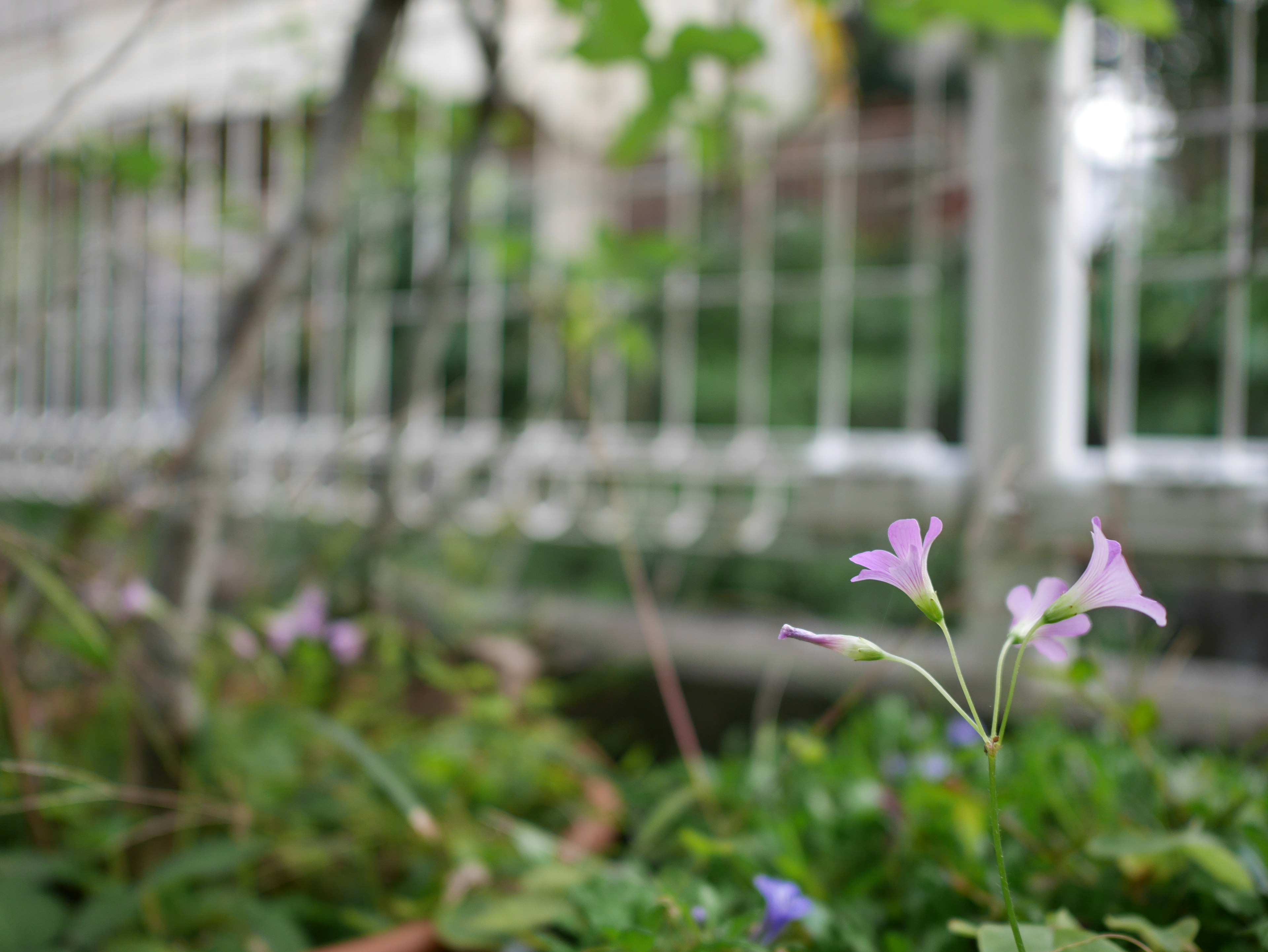 Kleine lila Blumen blühen vor einem weißen Zaun in einem Garten