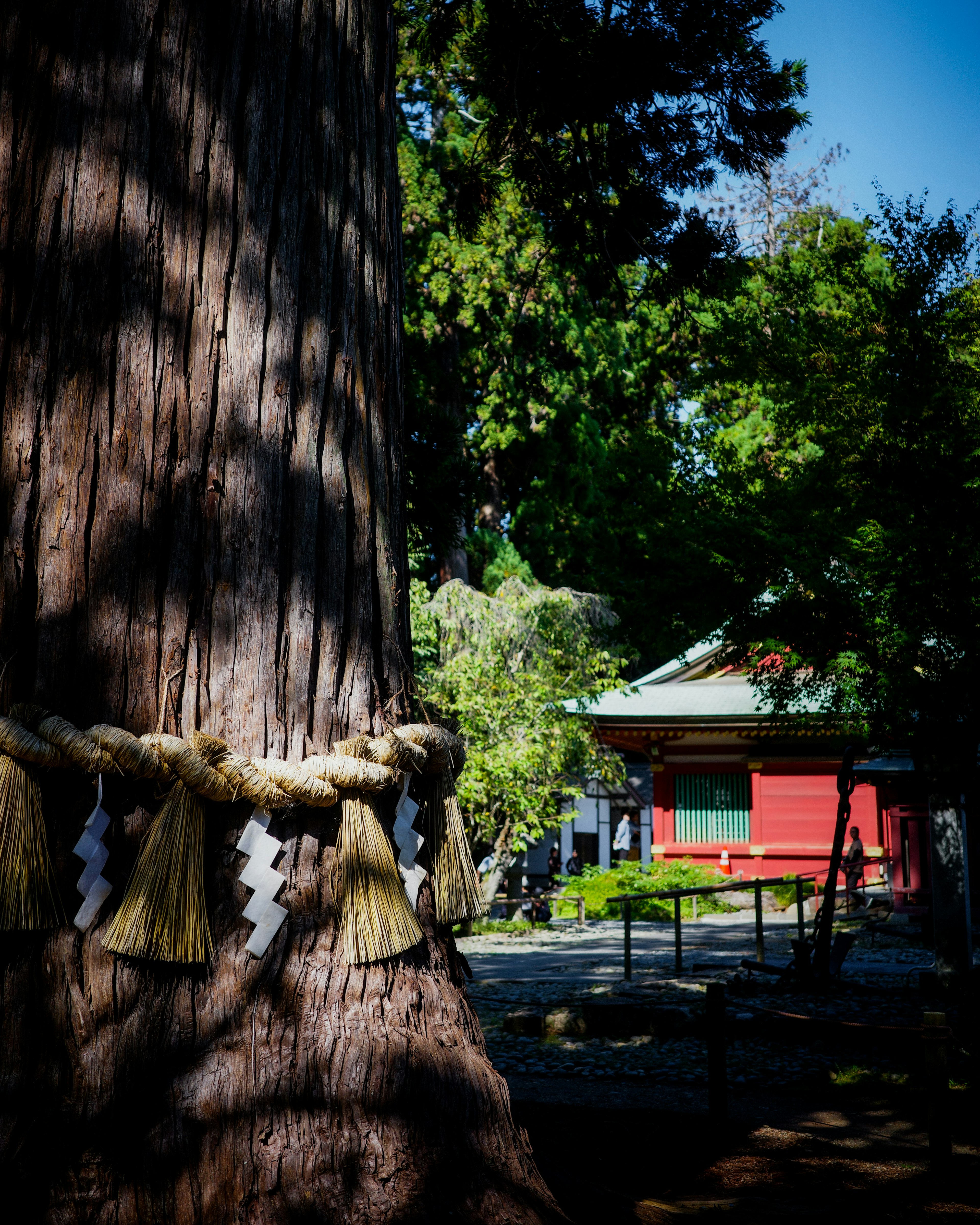 A majestic tree adorned with sacred shimenawa near a shrine surrounded by lush greenery