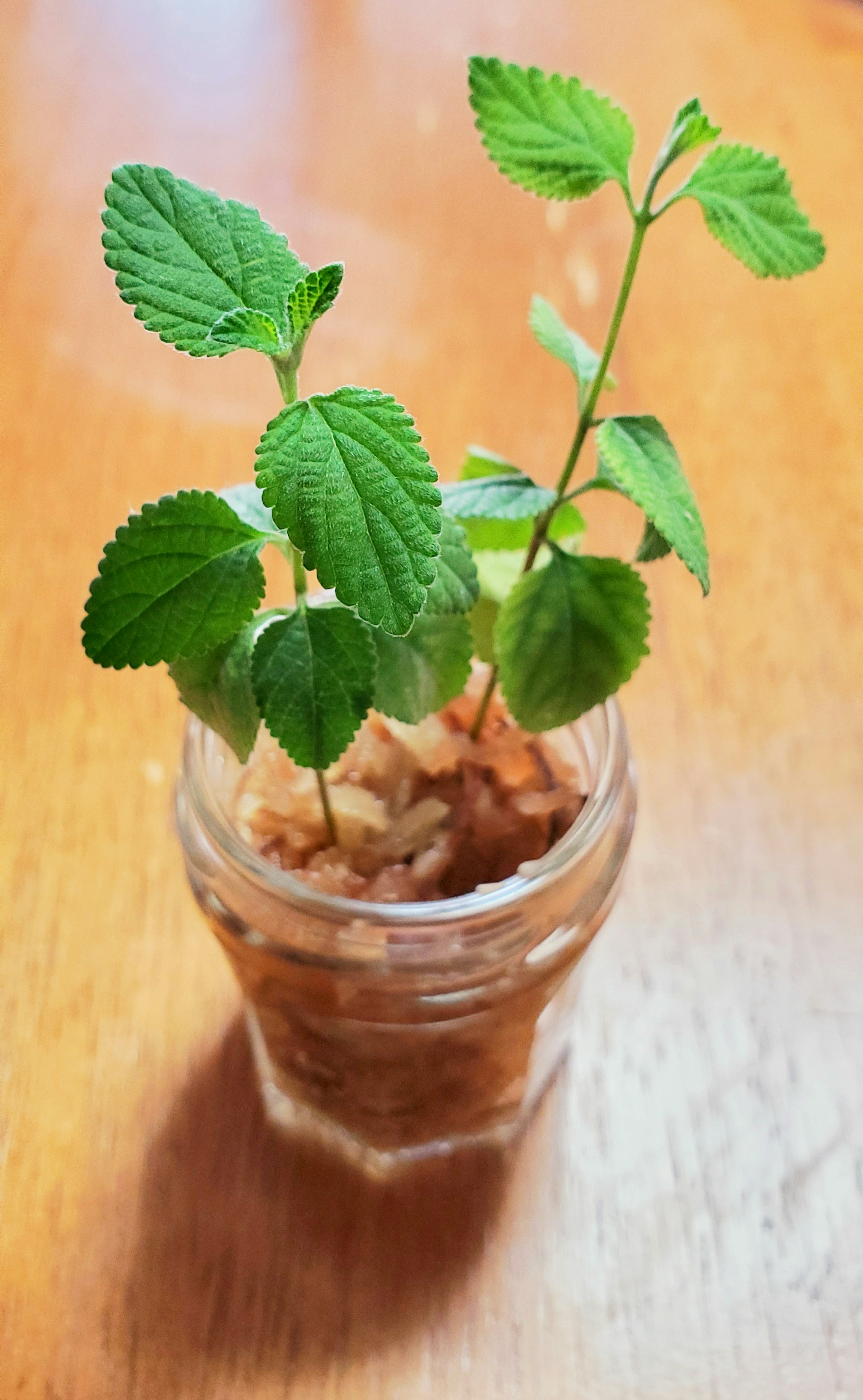 透明な瓶に入った新鮮な緑の葉の植物と木のチップ