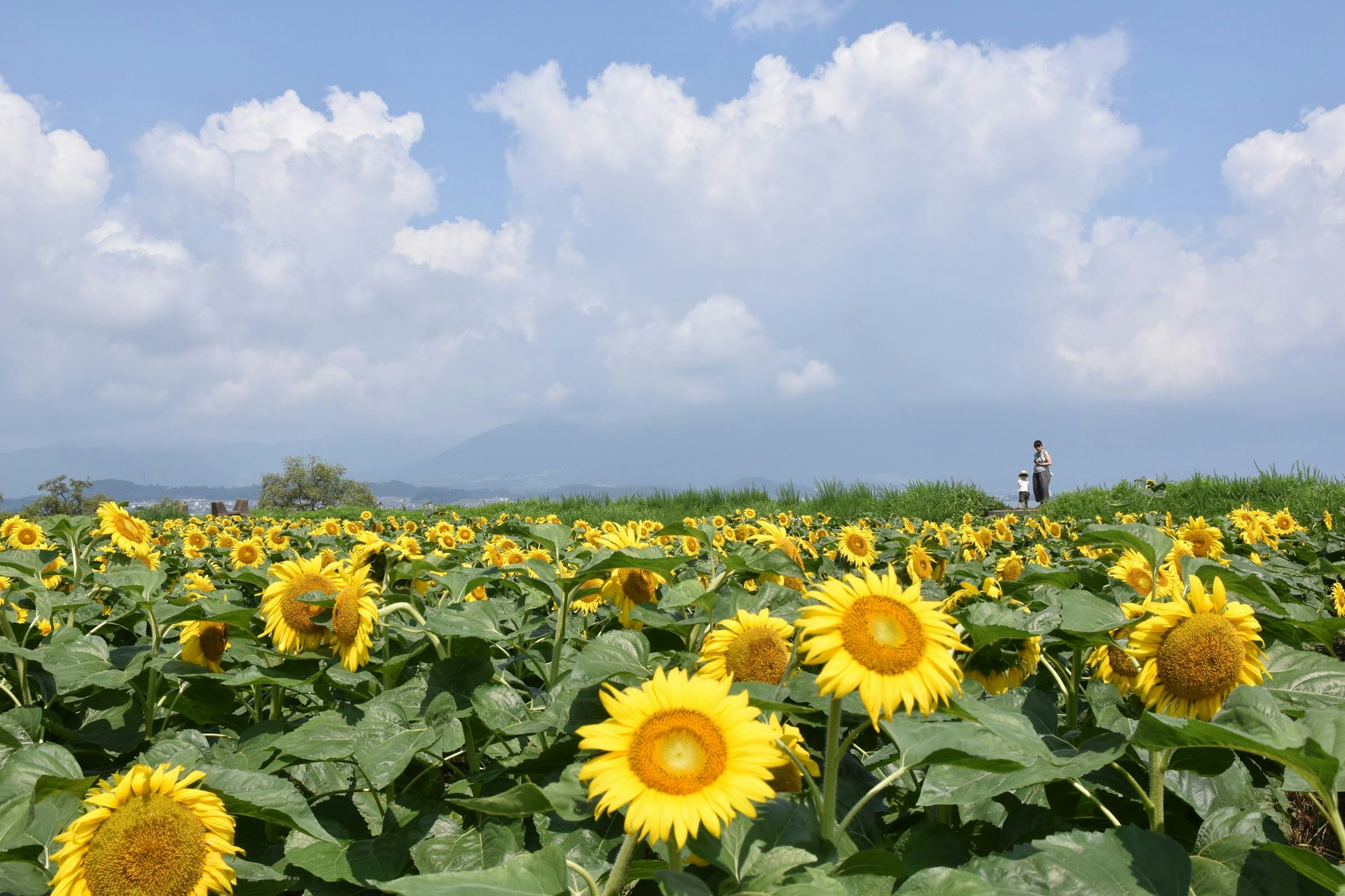 Weites Sonnenblumenfeld unter einem blauen Himmel mit flauschigen weißen Wolken