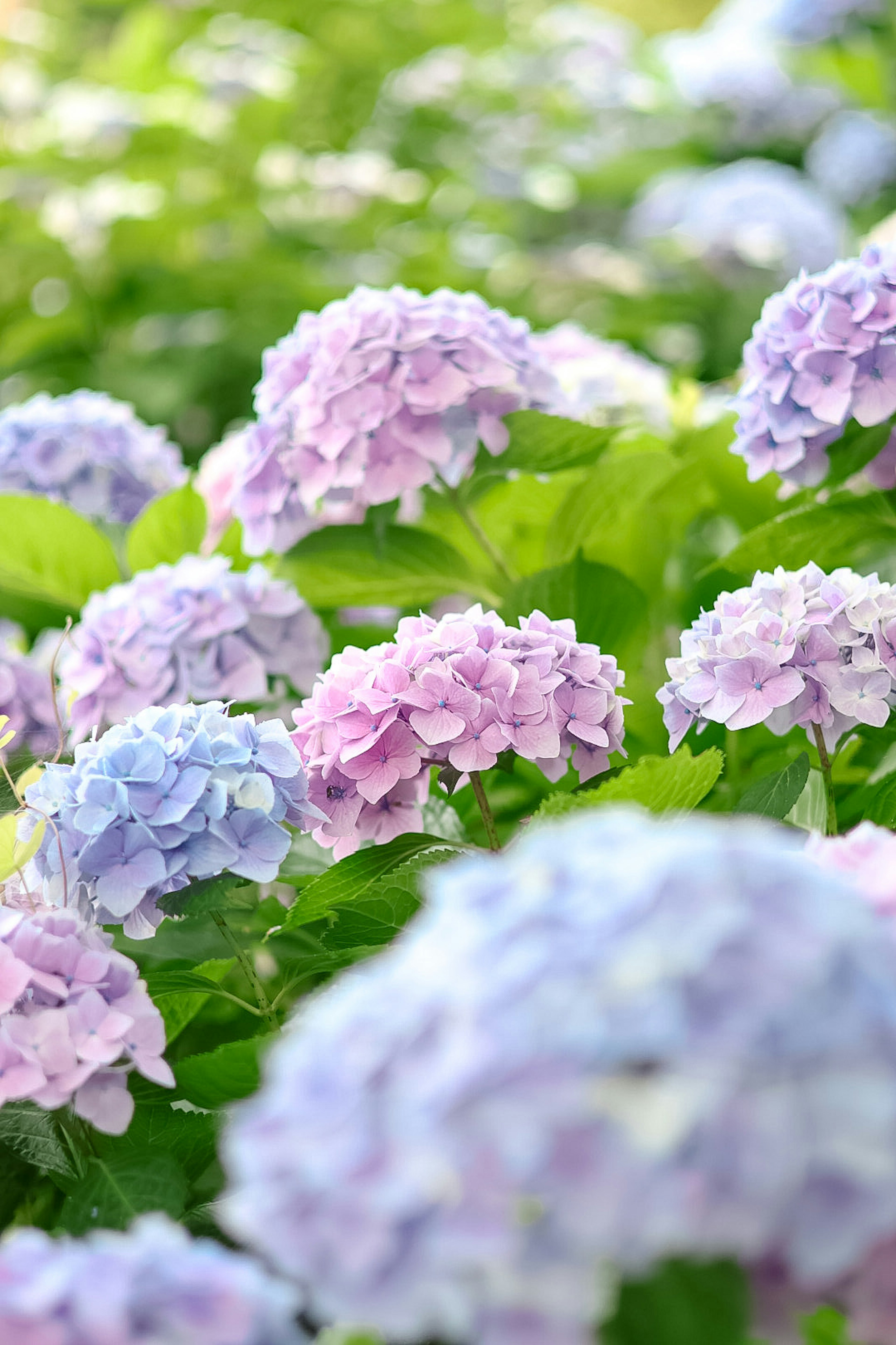 青と紫の紫陽花の花が咲いている風景