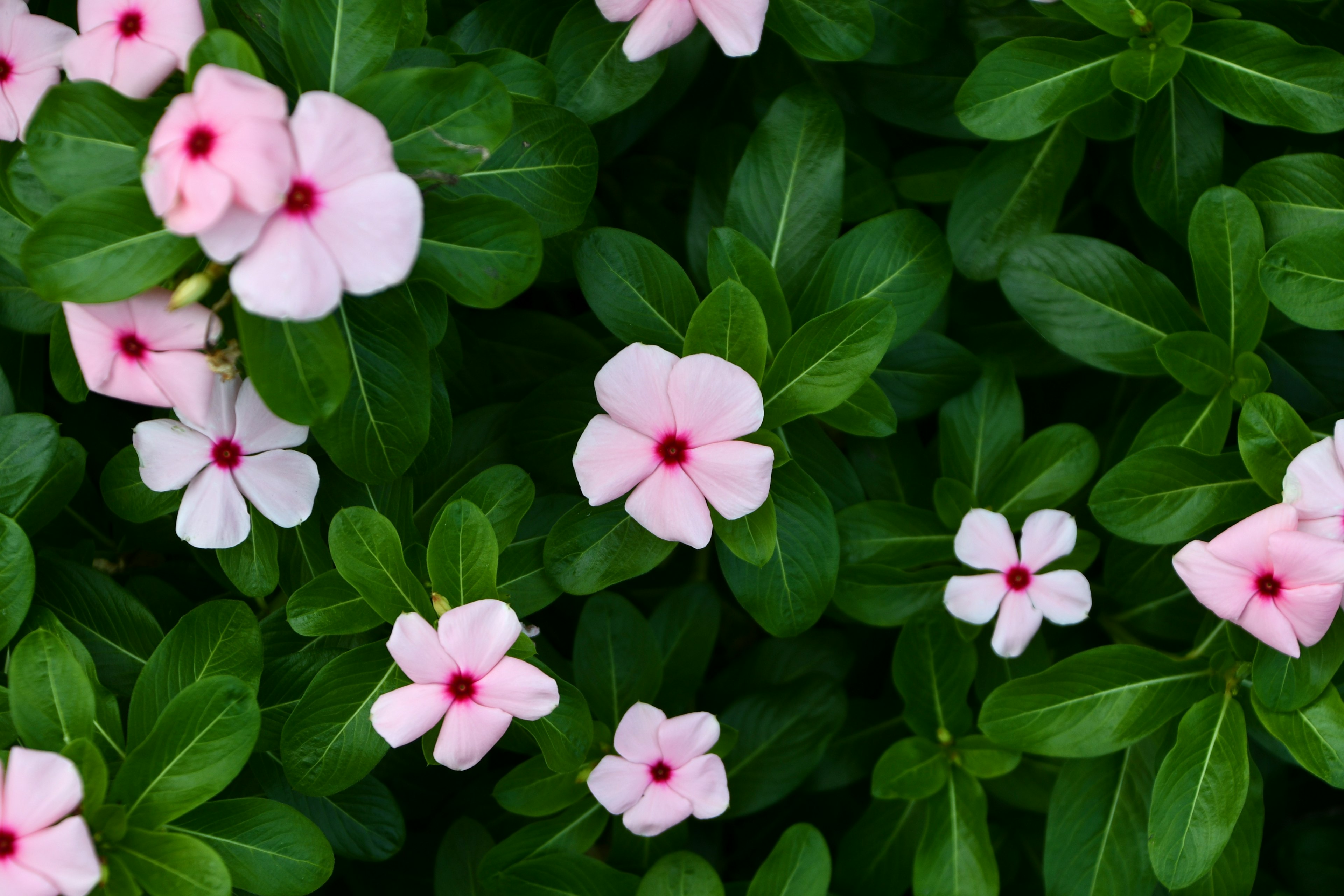 Delicate pink flowers with red centers among lush green leaves