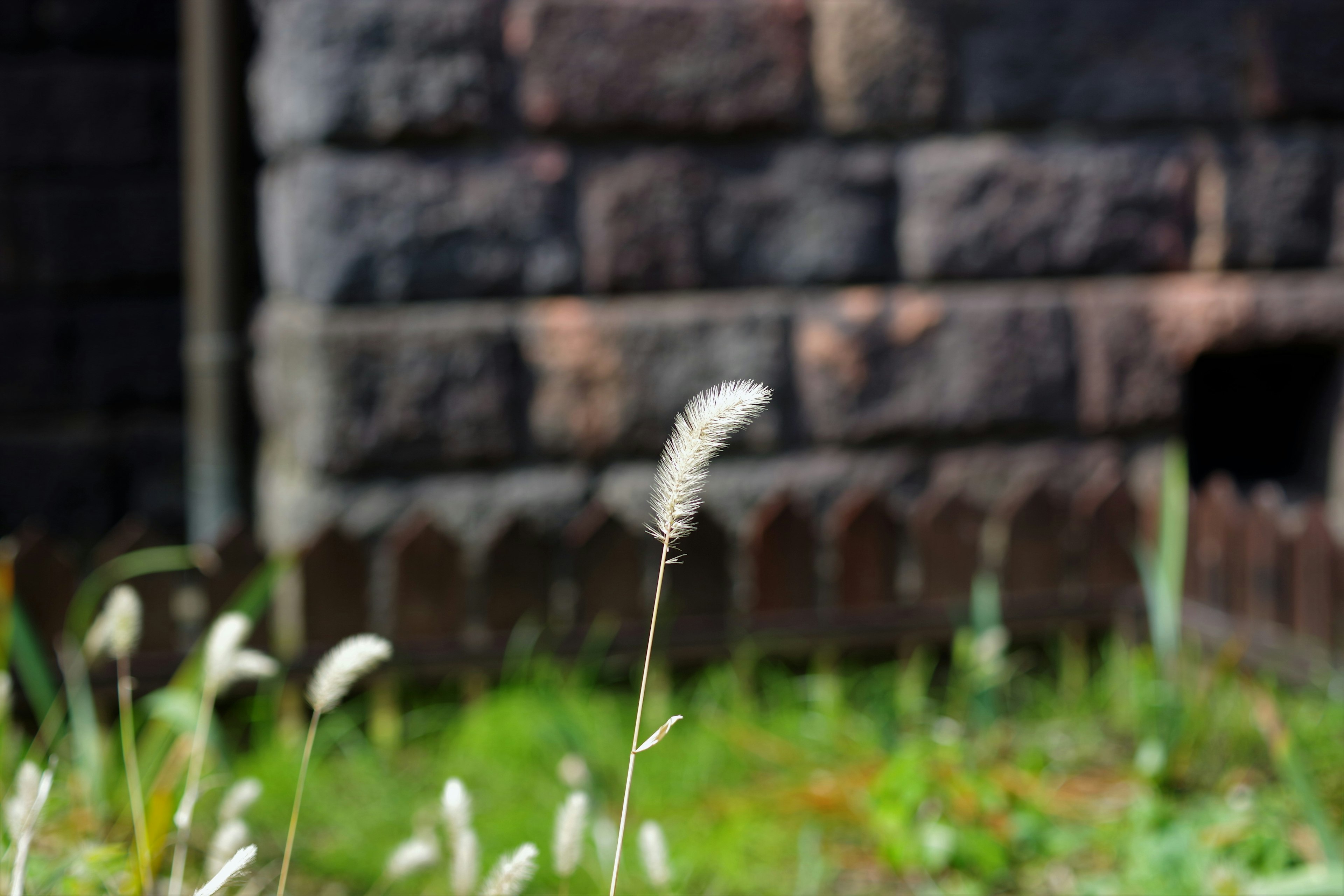 白い穂が立っている草と石の壁の背景