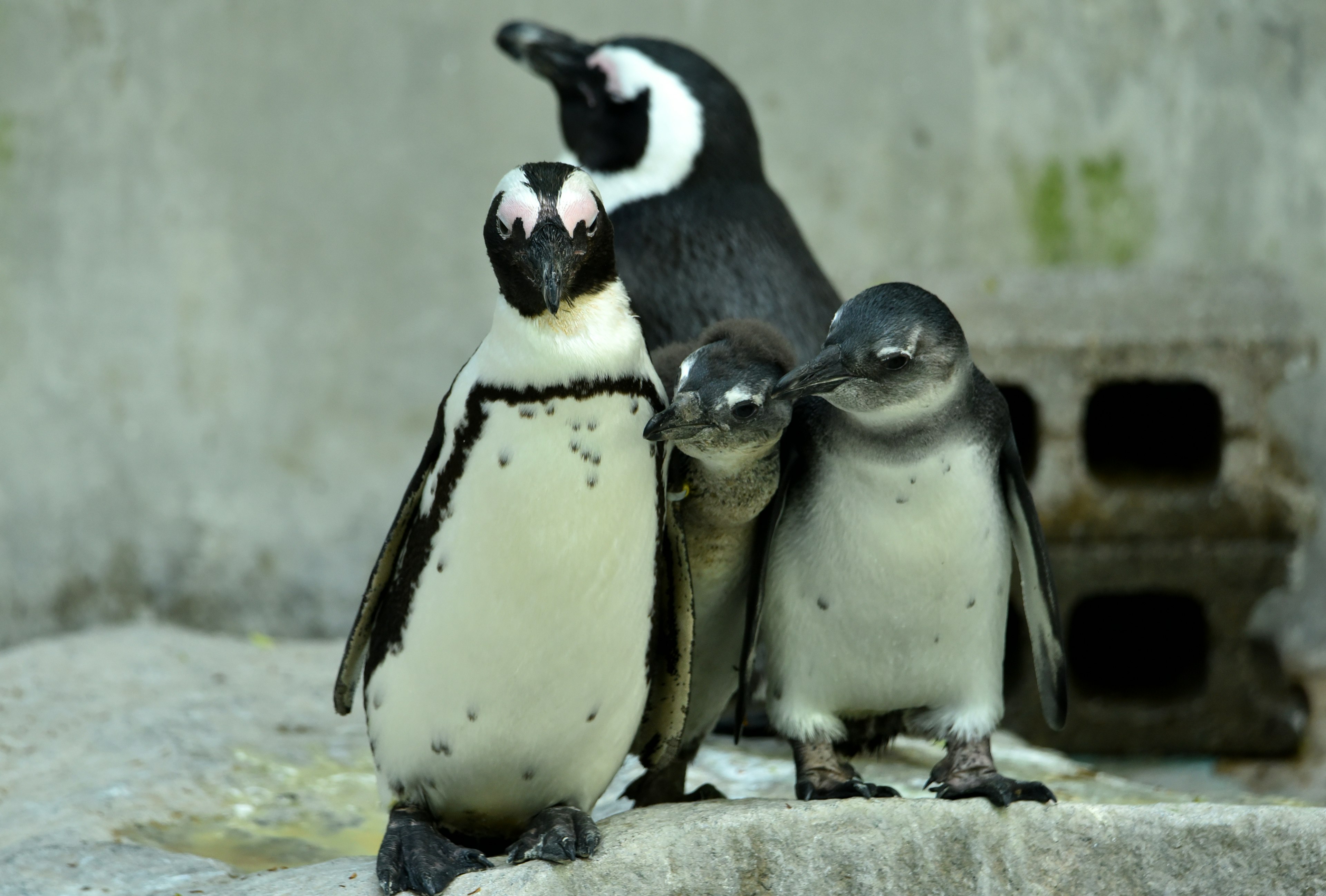 Un grupo de pingüinos de pie juntos con colores blanco y negro en un fondo simple