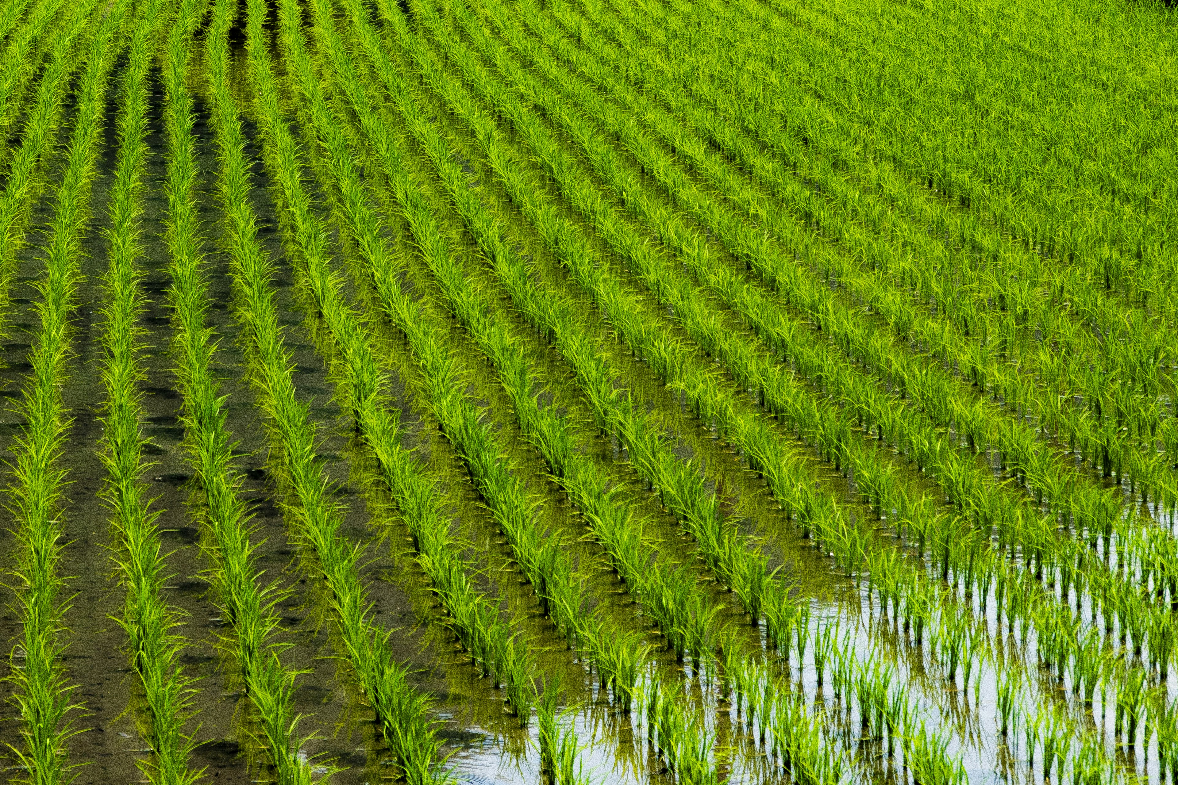 Lanskap sawah yang ditanami padi secara rapi dengan padi hijau yang cerah