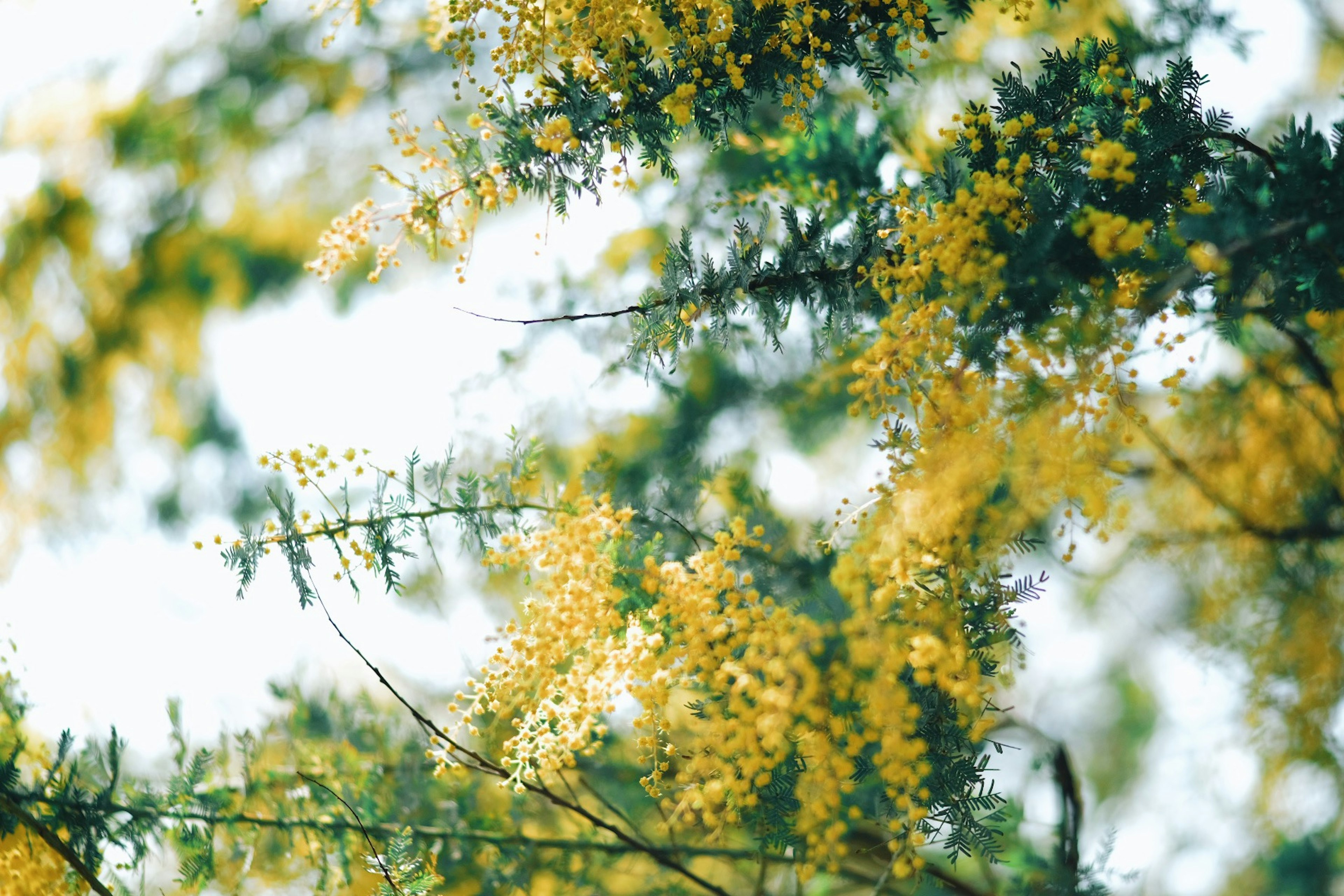 Close-up cabang dengan bunga kuning mekar