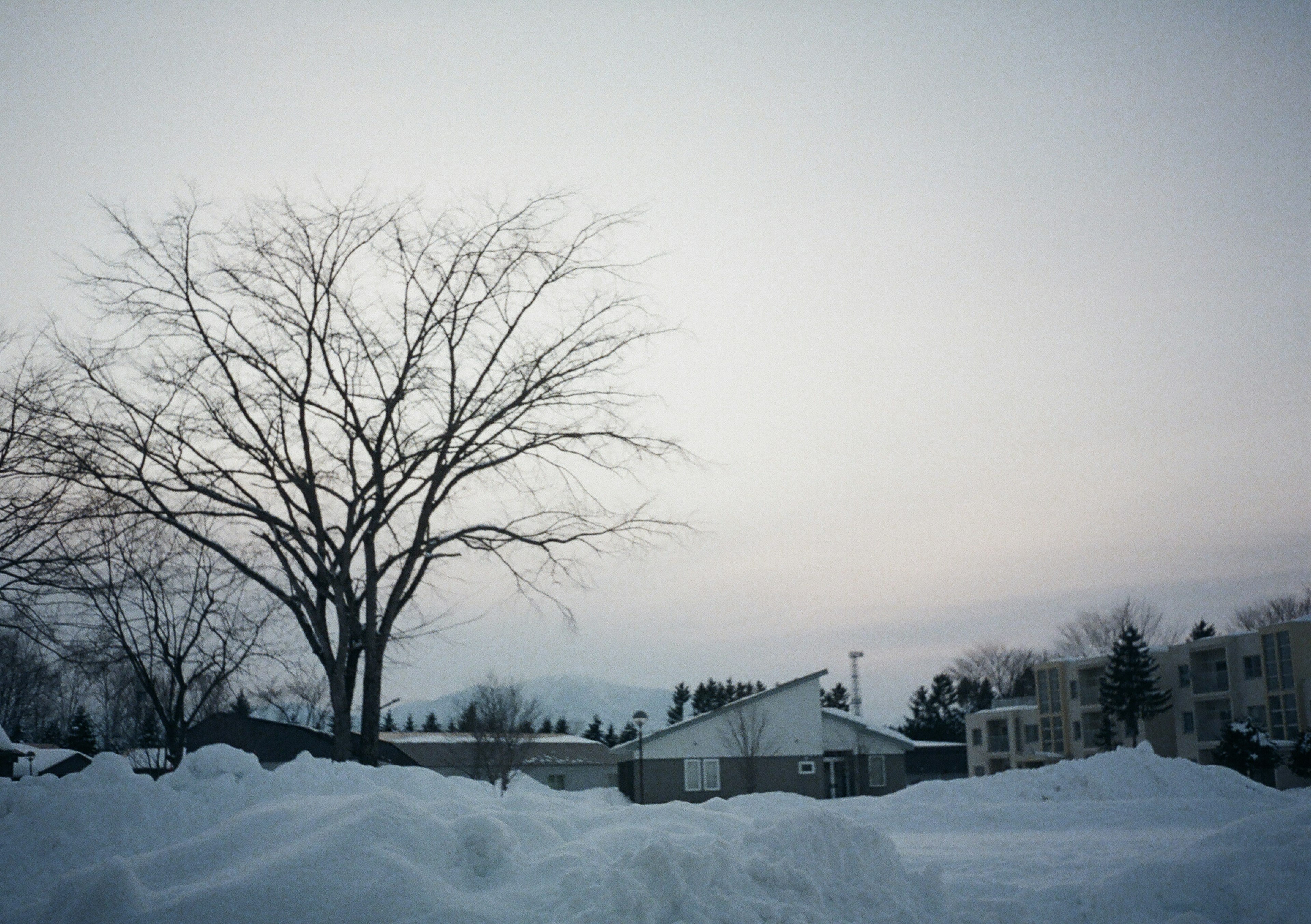 Arbre nu dans un paysage enneigé sous un ciel pâle