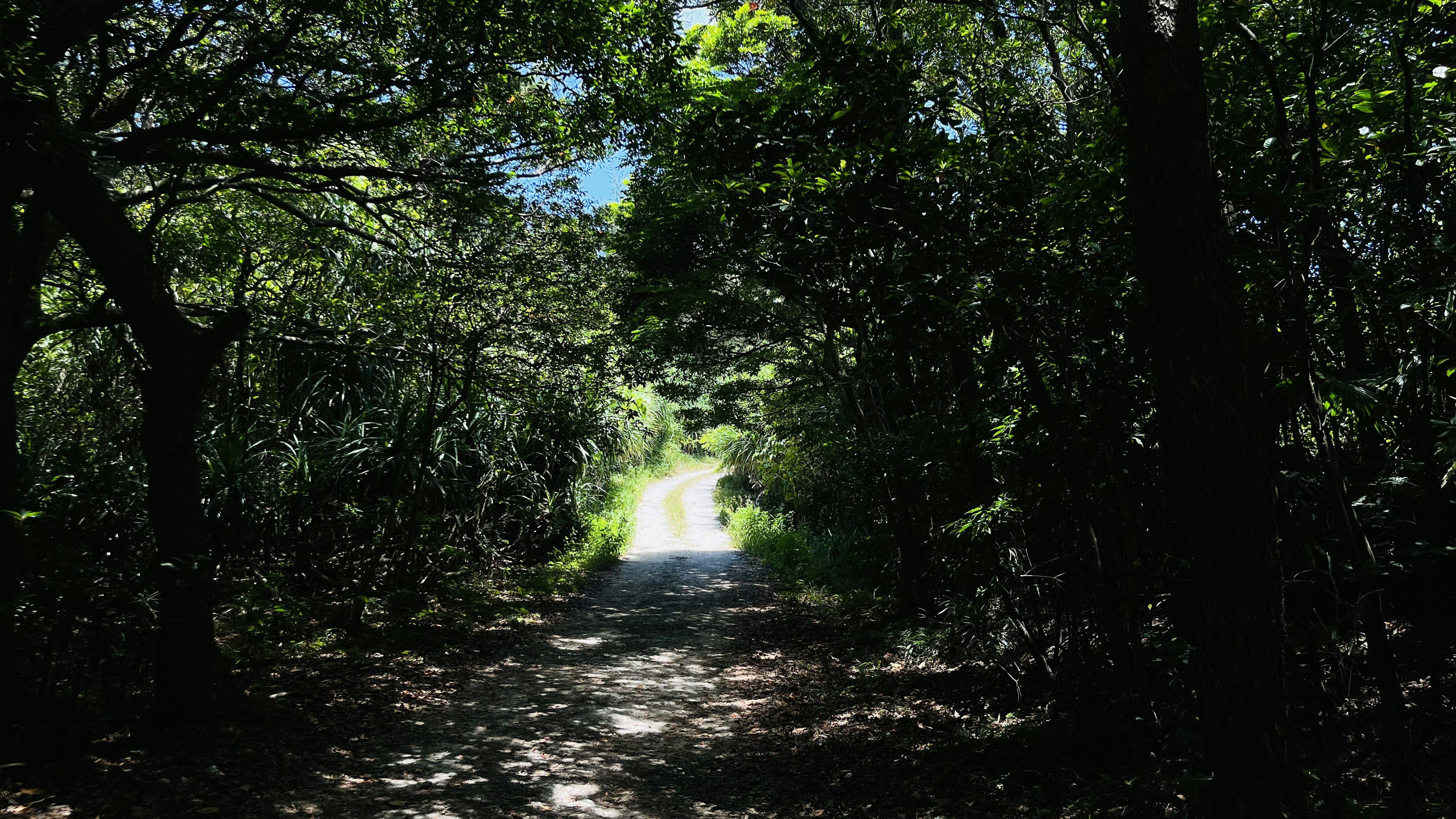 Ein üppiger Waldweg, der zu einem hellen Ausgang führt