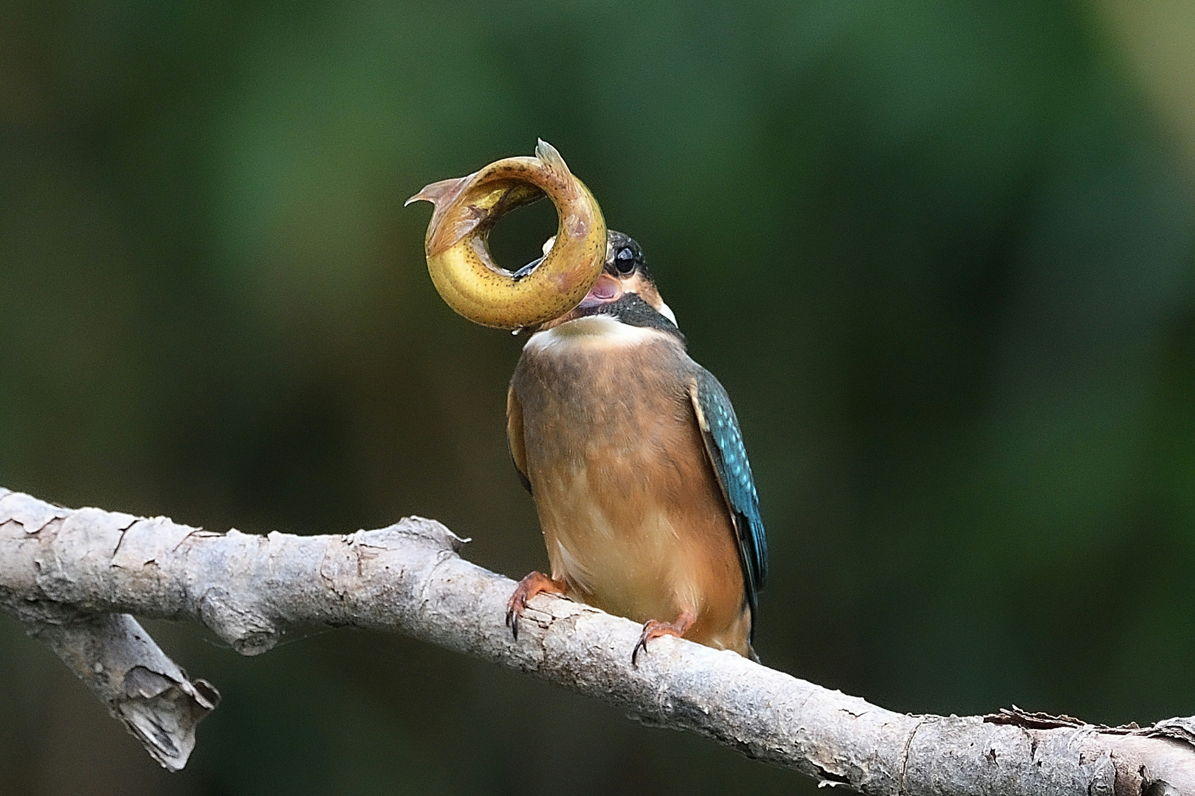 Ein Eisvogel sitzt auf einem Ast und hält einen runden Fisch