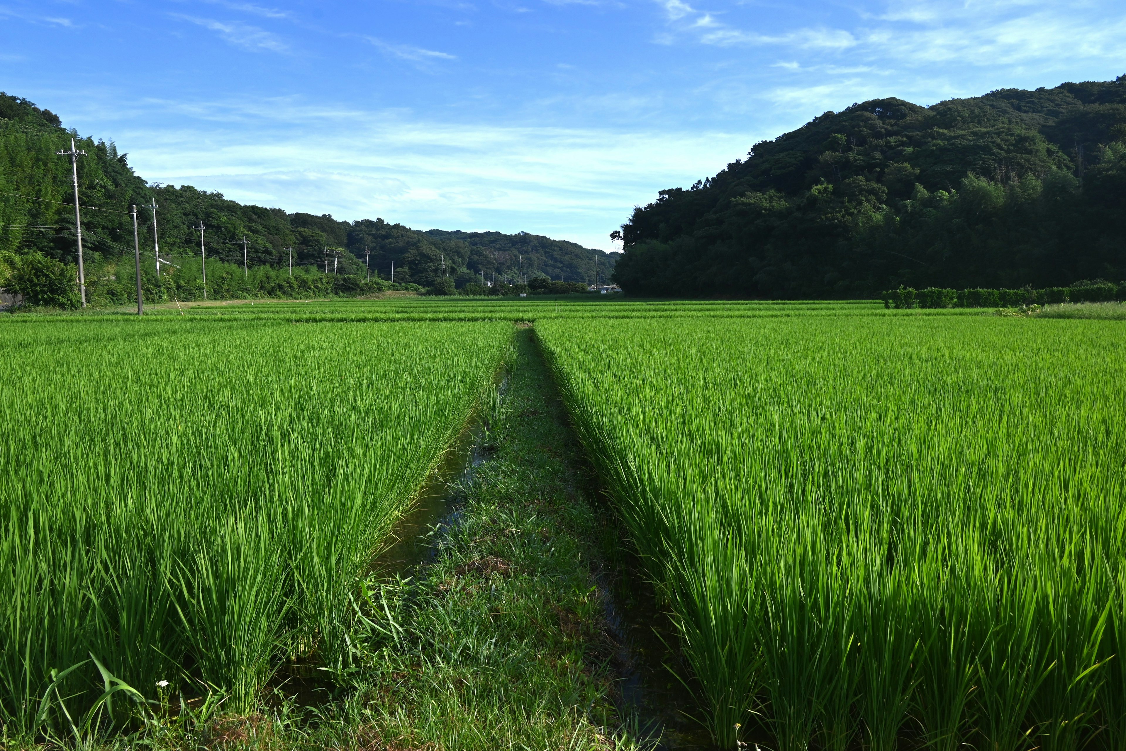 Ladang padi hijau subur di bawah langit biru dengan bukit jauh