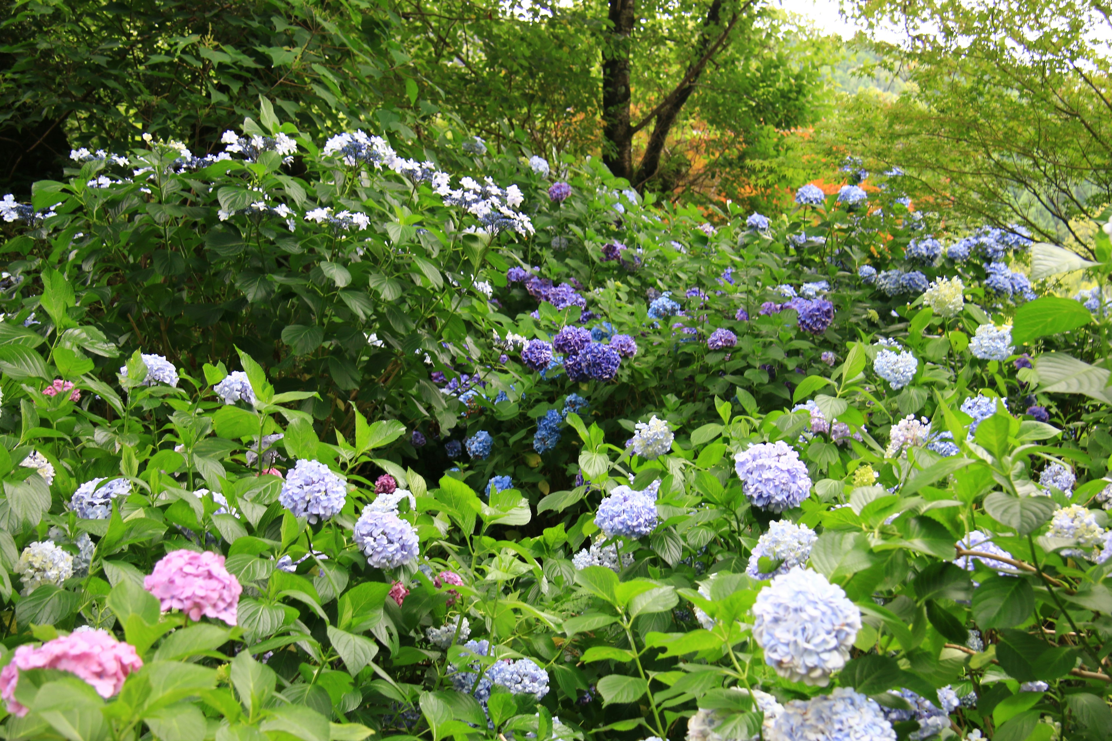 Un jardín vibrante lleno de hortensias en flor de varios colores