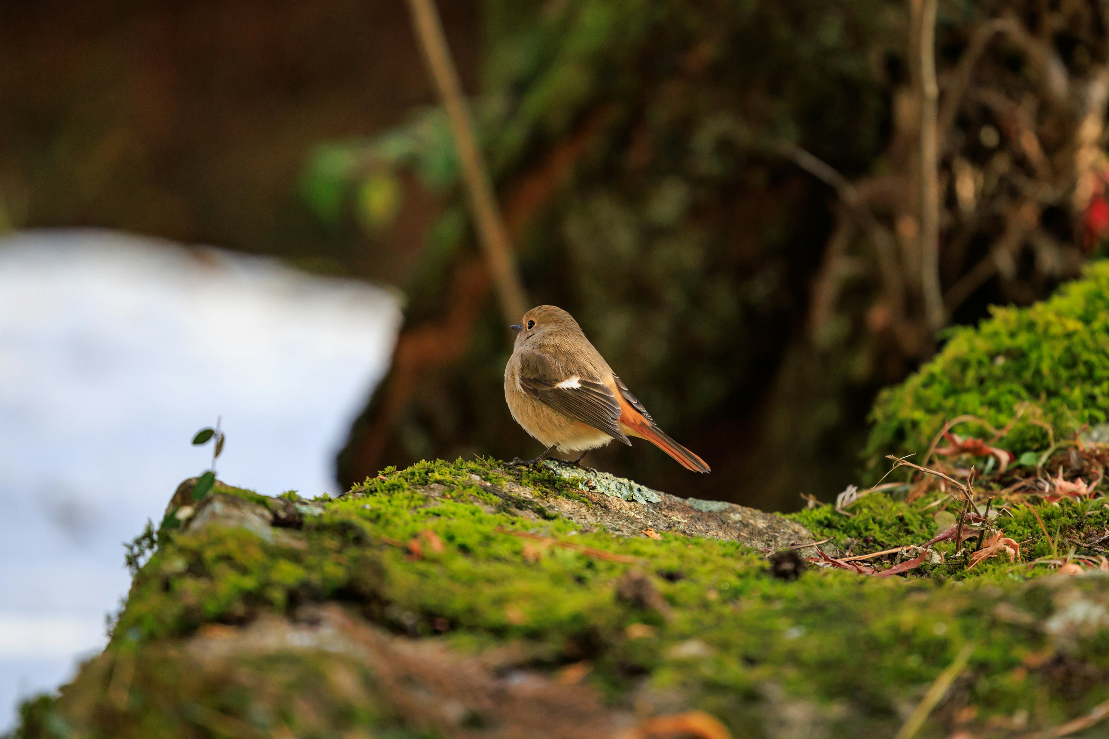 苔むした岩の上にいる小さな鳥が後ろを向いている