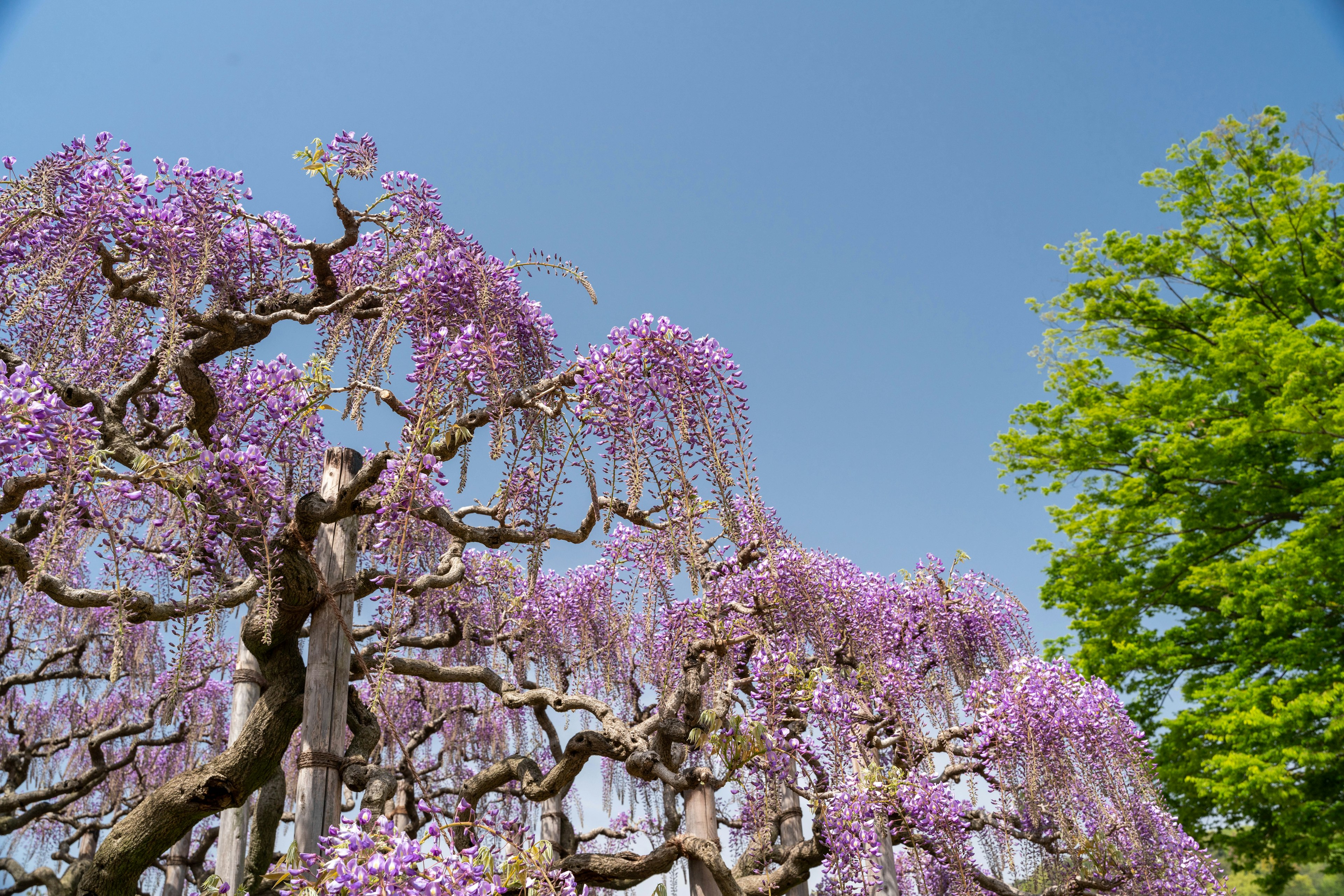 Pohon wisteria dengan bunga ungu dan dedaunan hijau di bawah langit biru