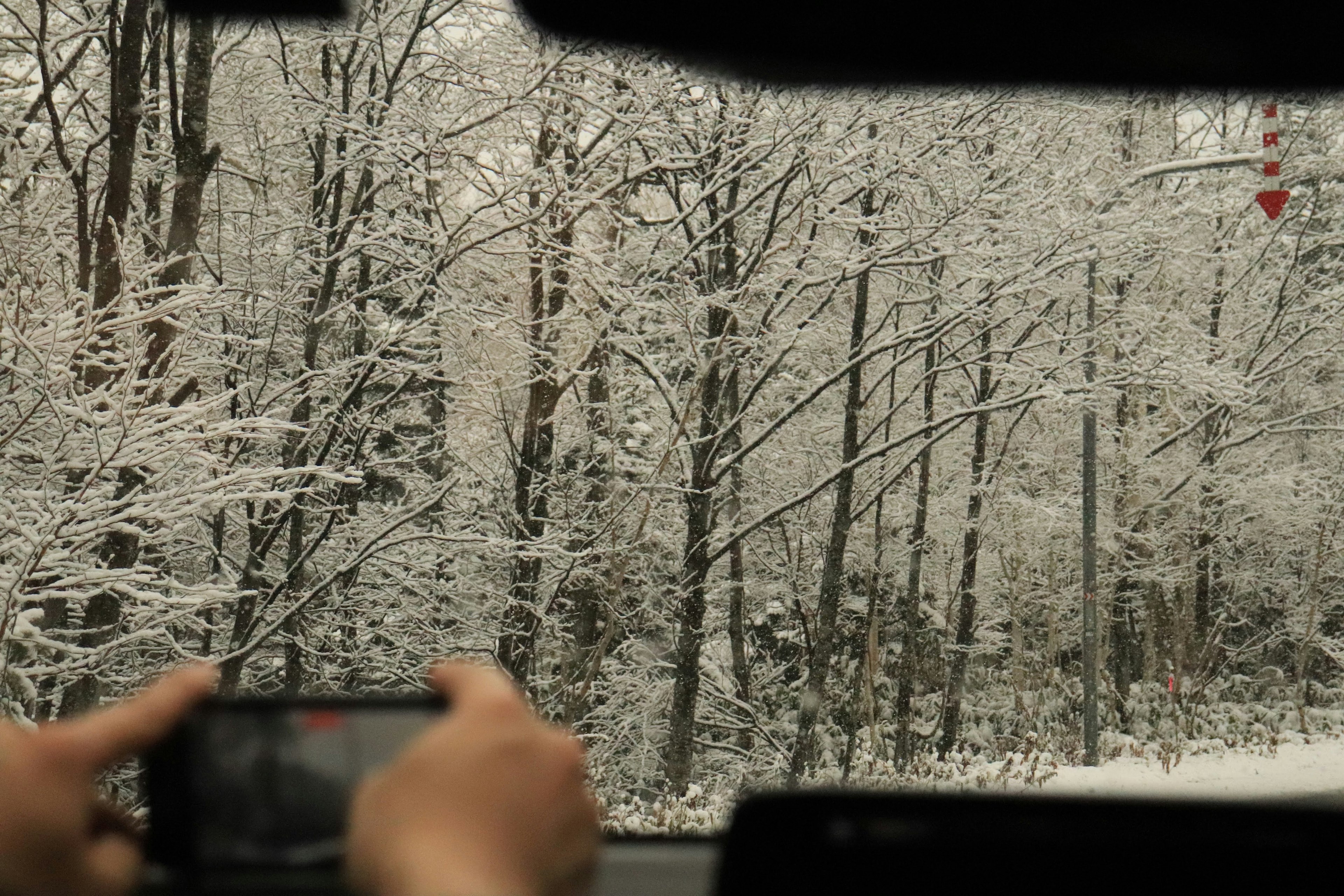 Mano sosteniendo un teléfono inteligente capturando una escena de bosque nevado