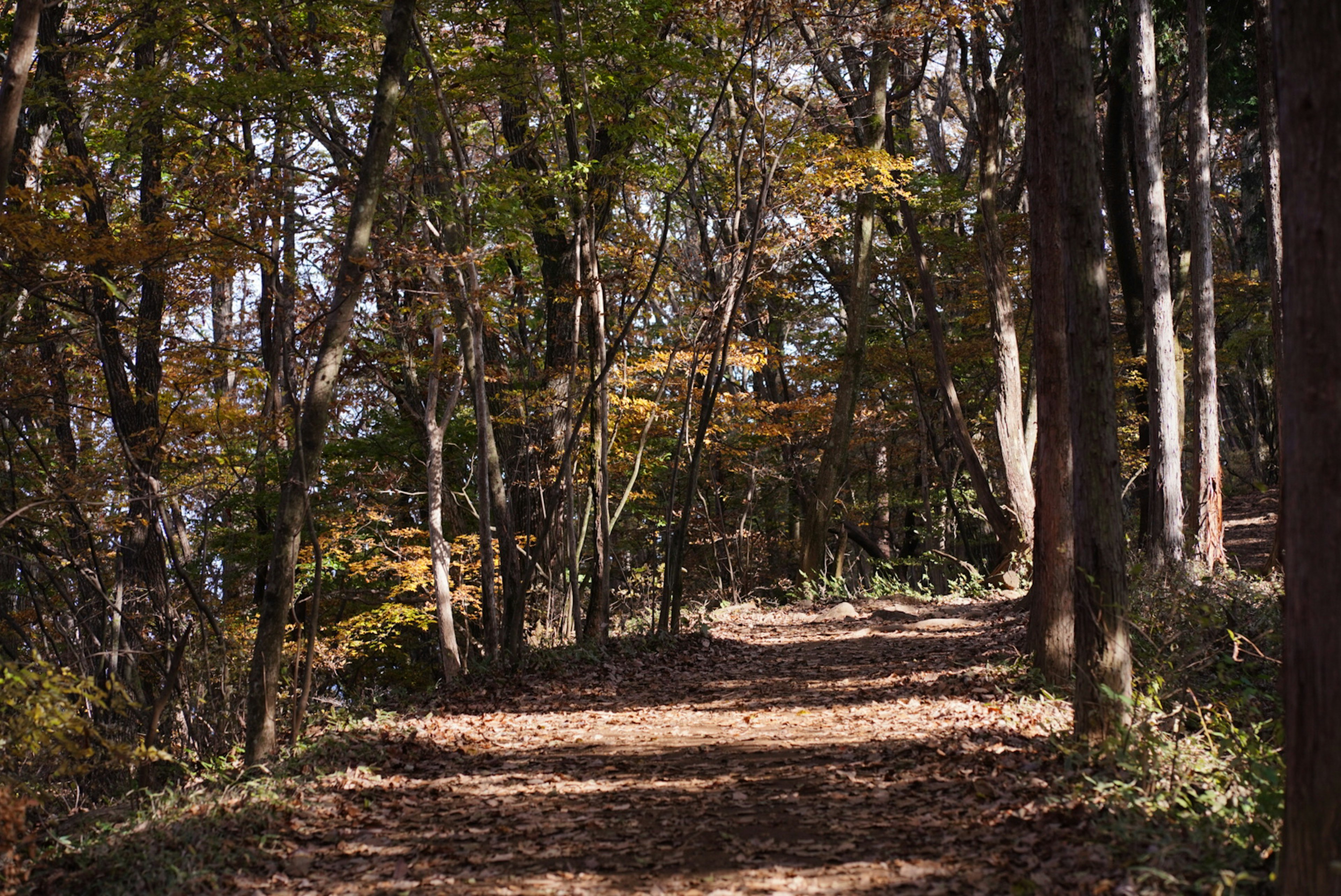 Sendero forestal de otoño con hojas caídas y árboles coloridos