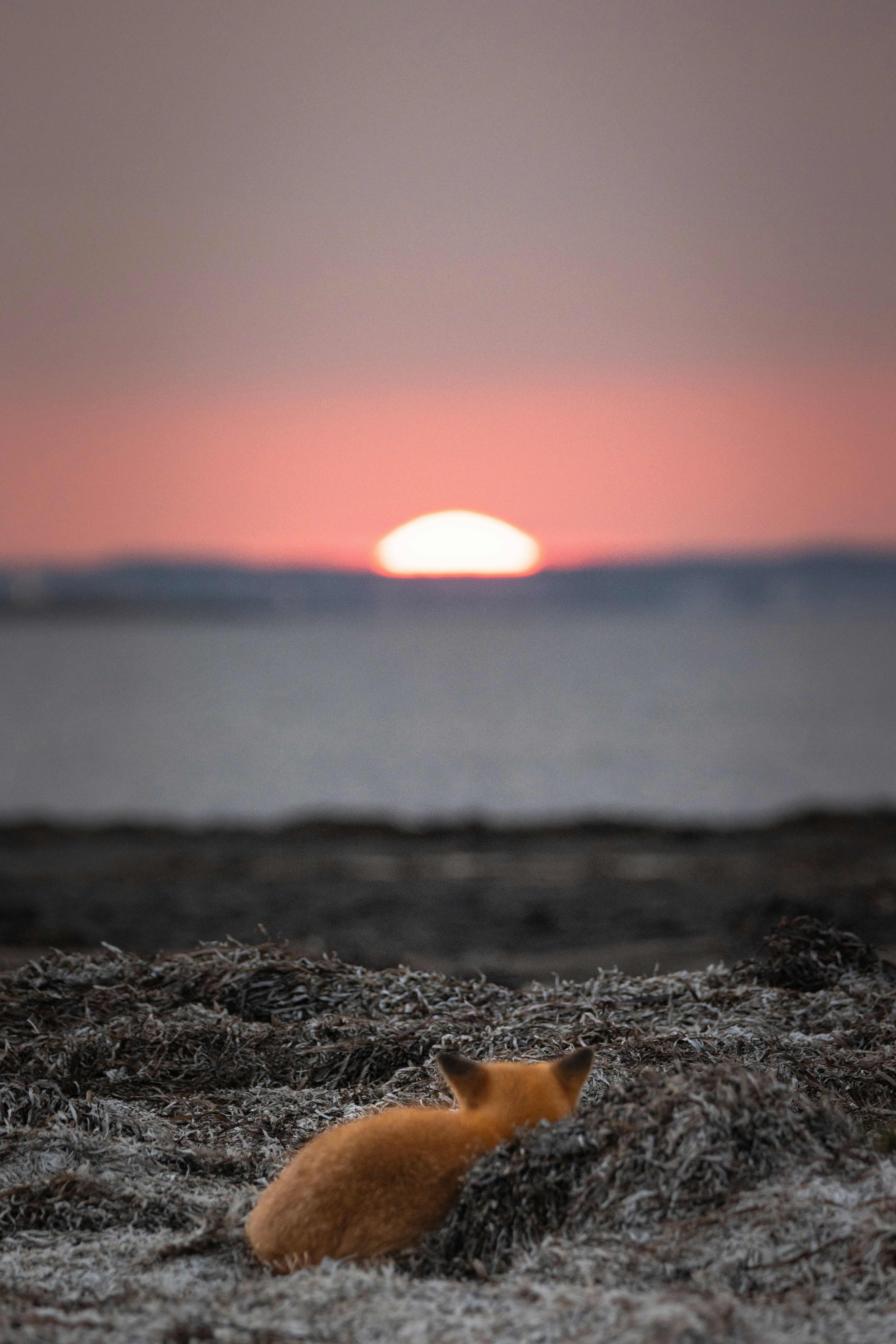 An orange fox lying on the ground with the sunset in the background