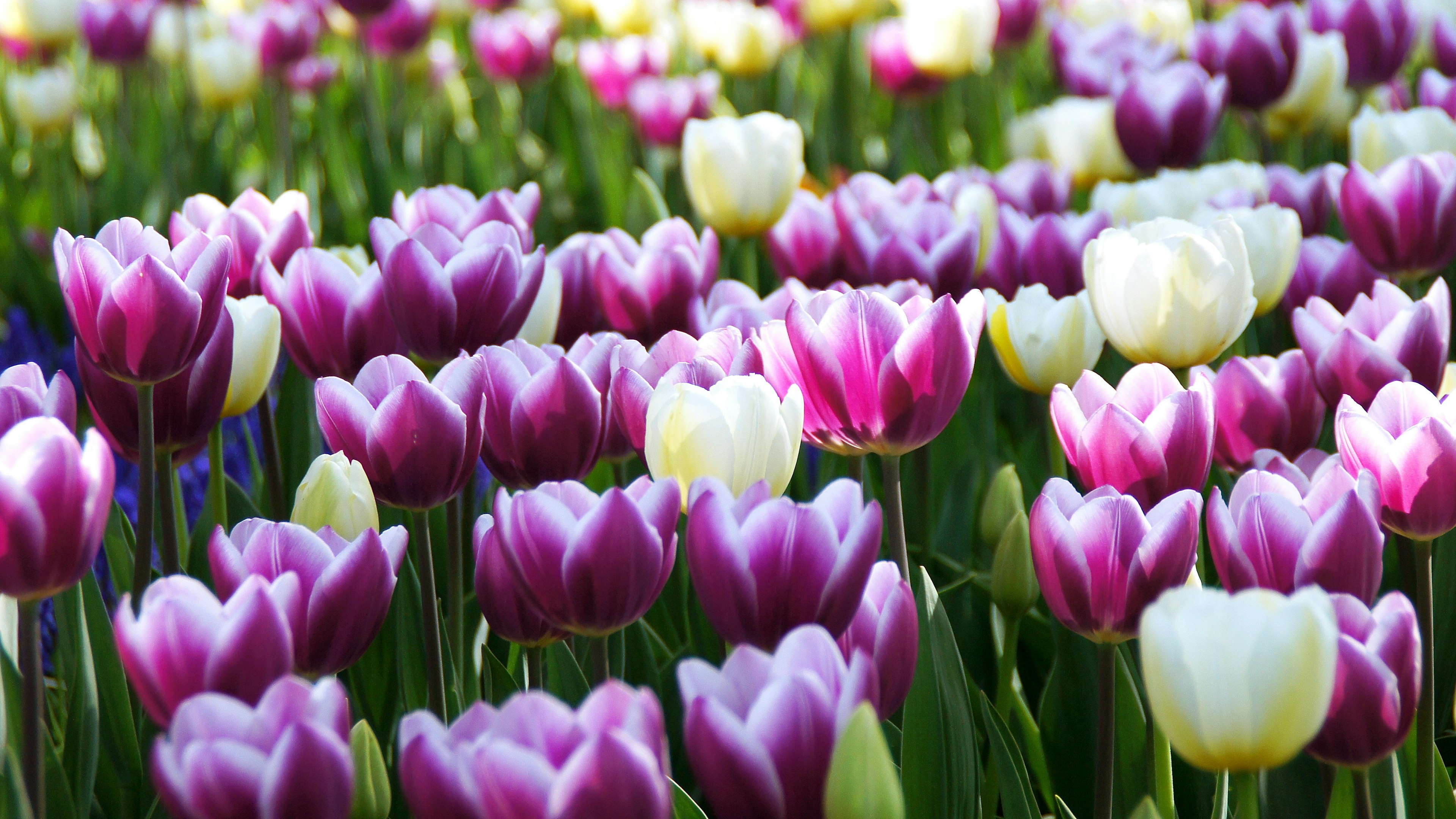 A vibrant flower field filled with purple and white tulips