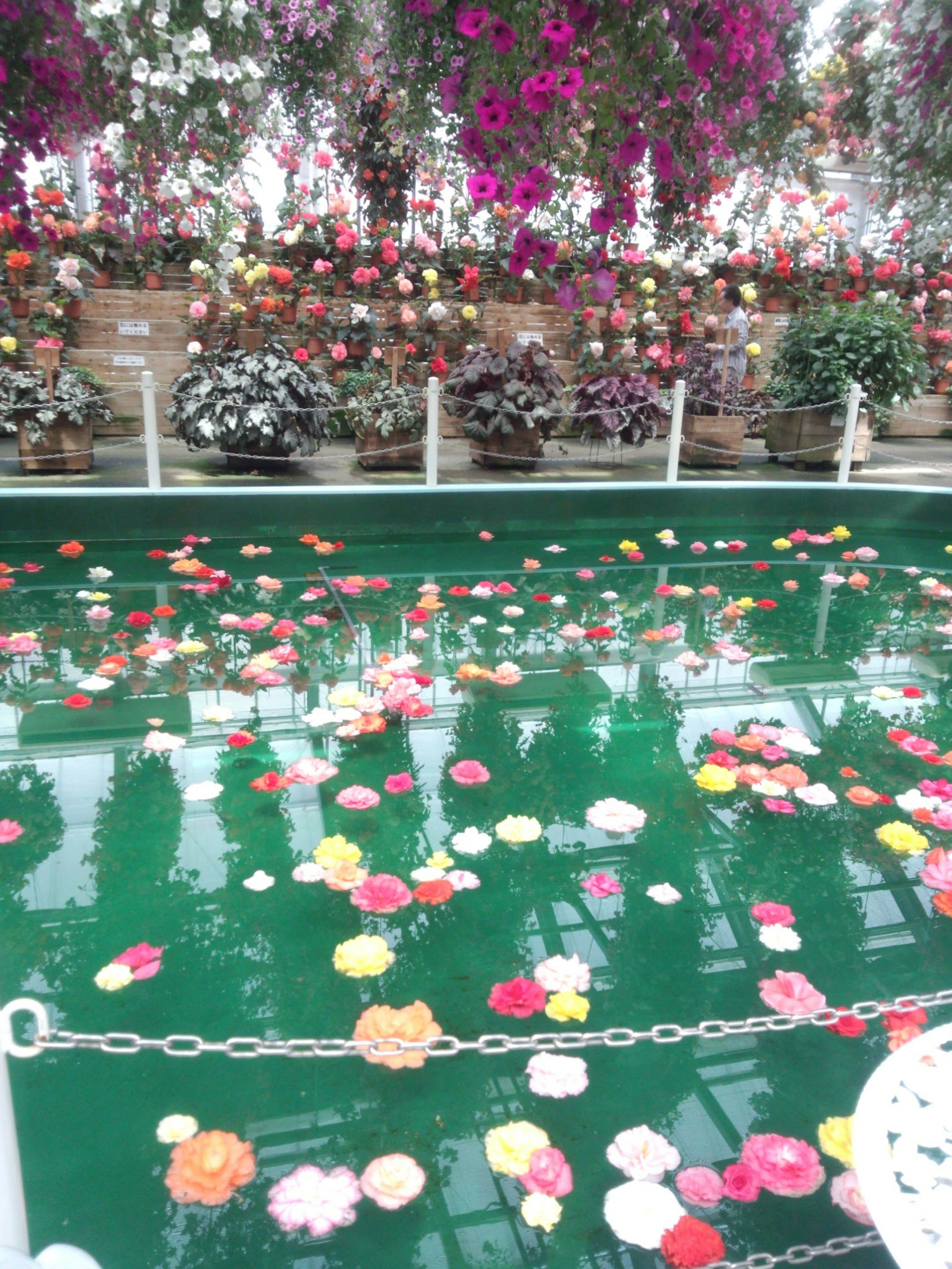 Colorful flower petals floating on green water with vibrant hanging flowers in a greenhouse