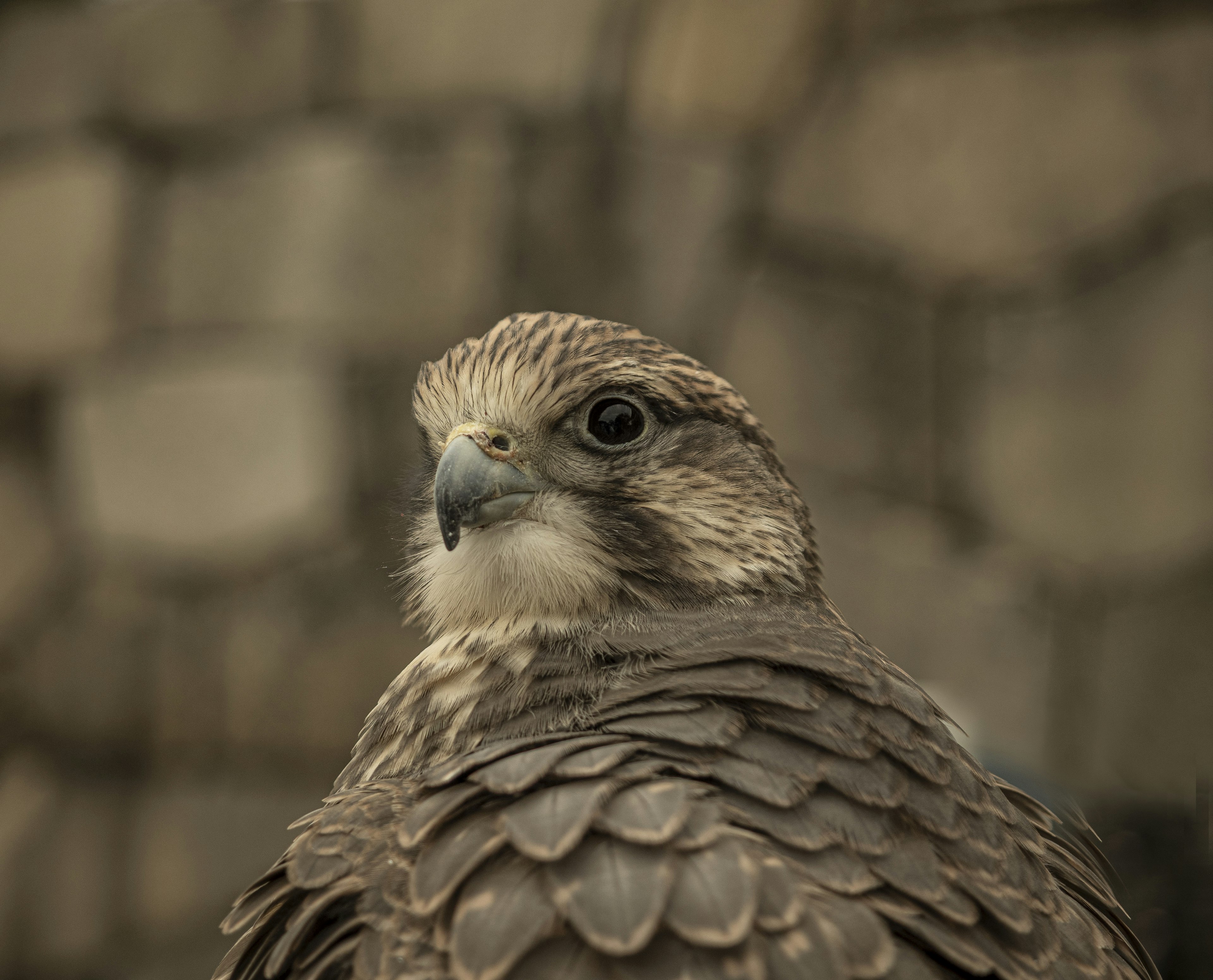 Close-up of a brown-feathered bird with a distinctive face against a blurred stone background