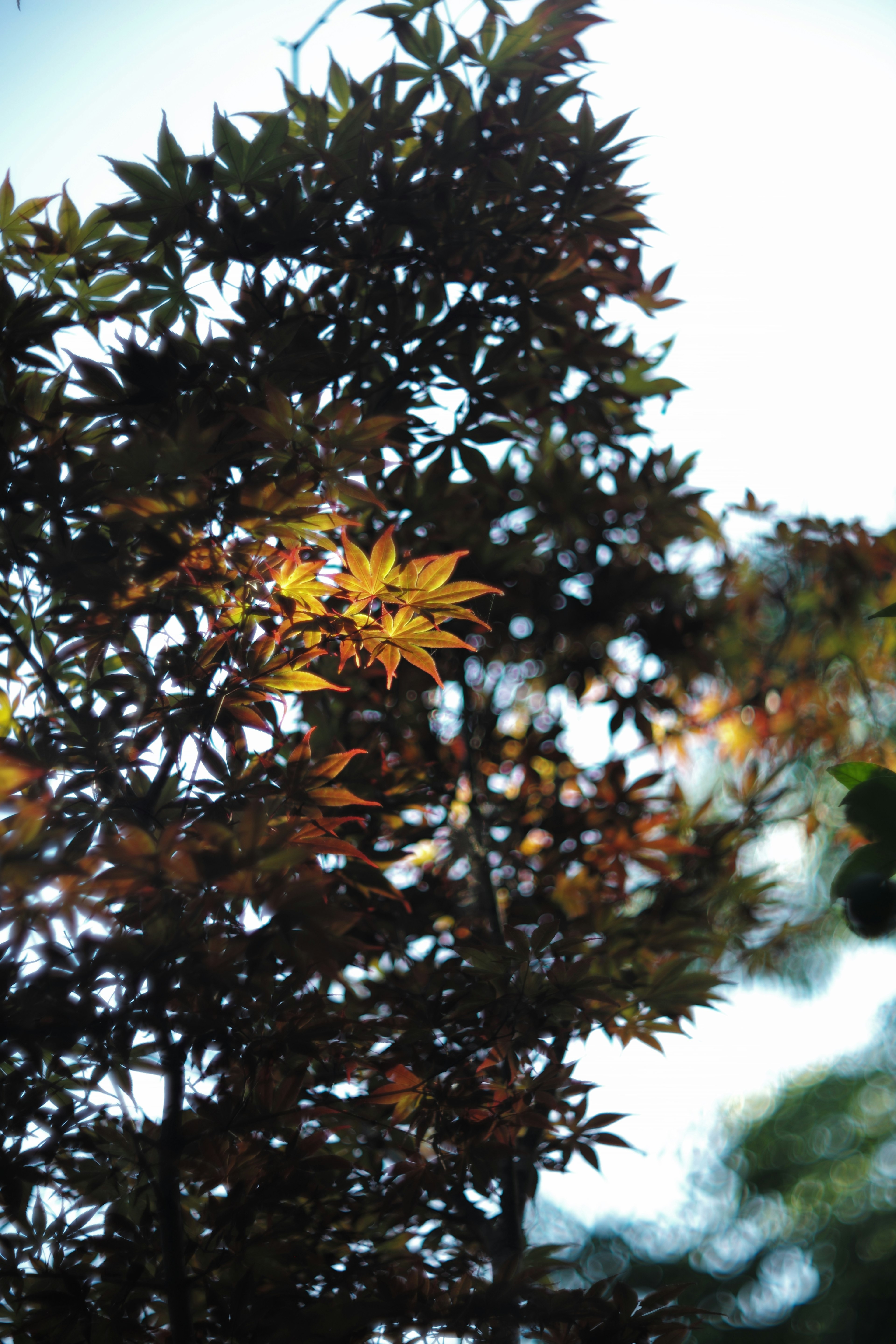 Branches of a tree with yellow leaves under a blue sky