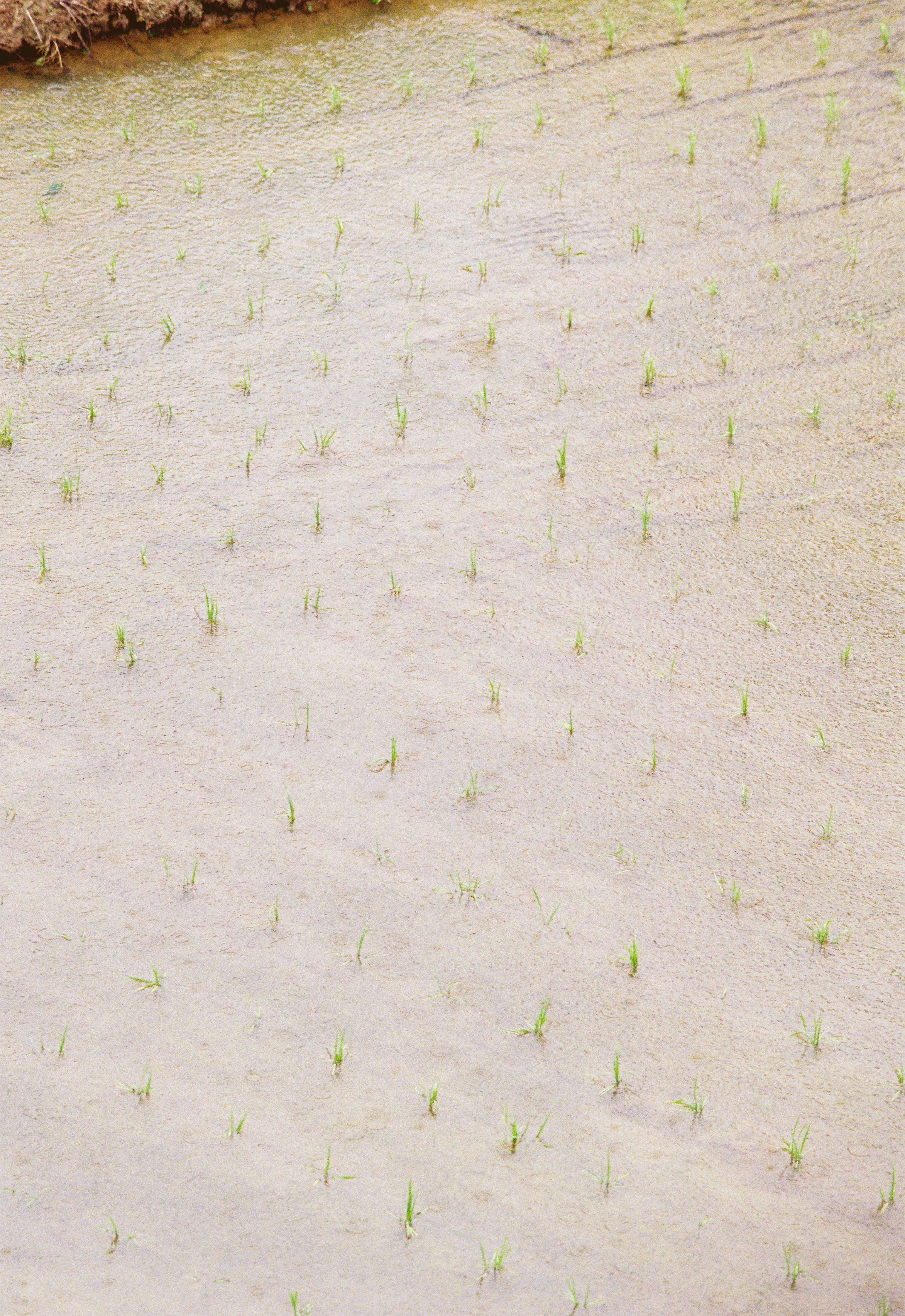 Vista de plántulas de arroz jóvenes dispuestas en un campo de arroz