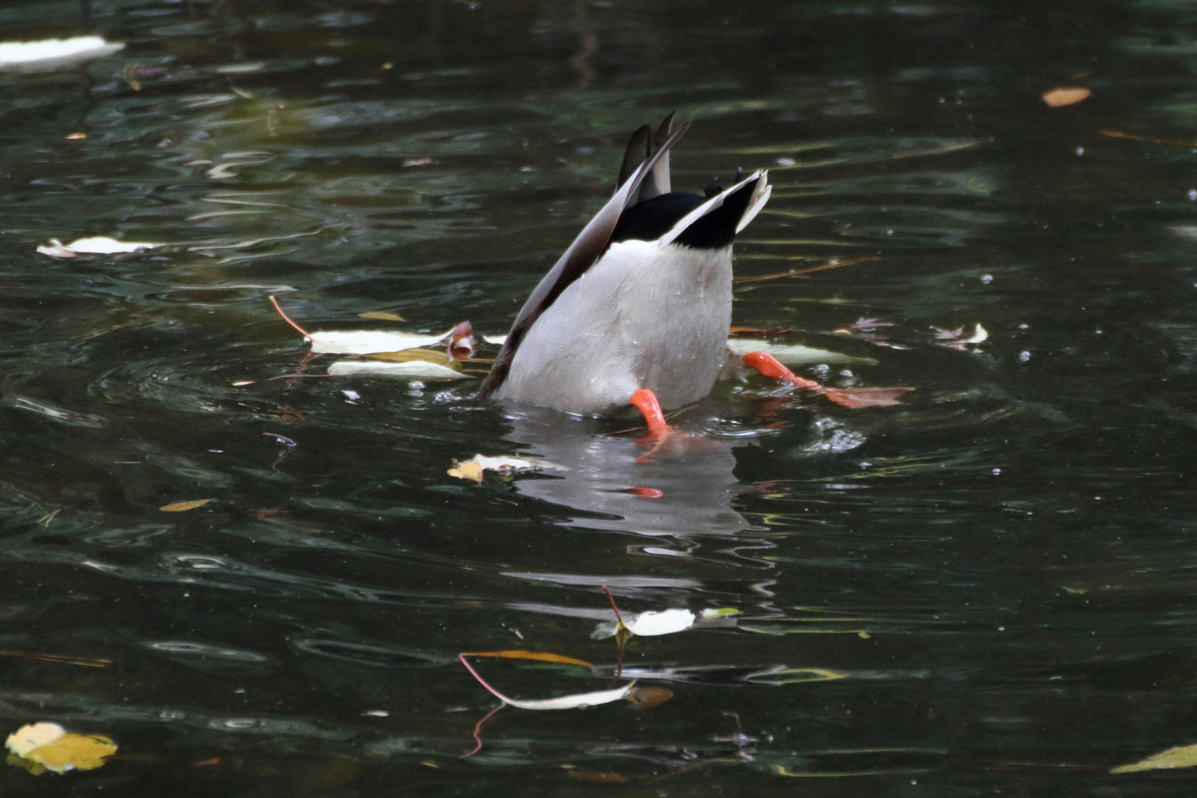 Duck diving into the water with its tail visible